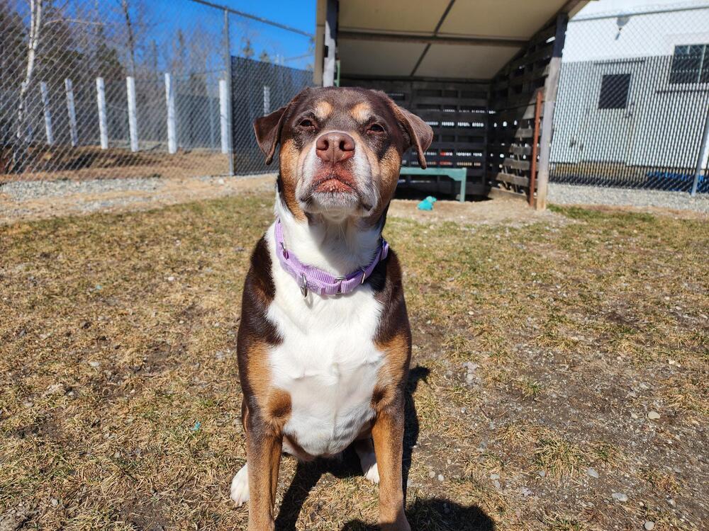Enlarge Zoey, a Adoptable mixed breed in Trenton, ME image 3/3
