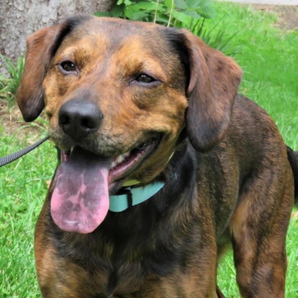 Peppa, Adoptable, Adult Female Plott Hound.