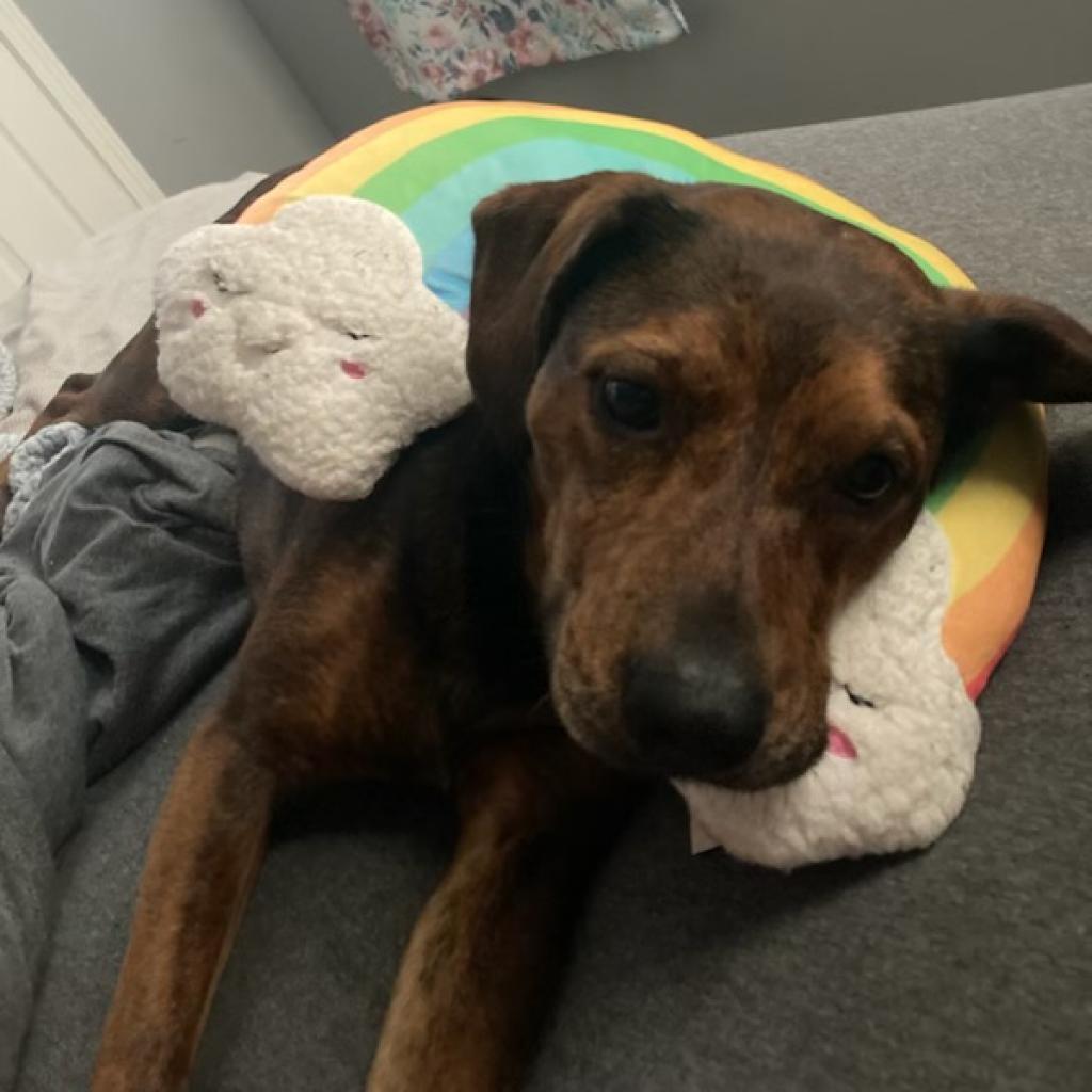 Enlarge Peppa, a Adoptable Plott Hound in Louisville, KY image 2/6