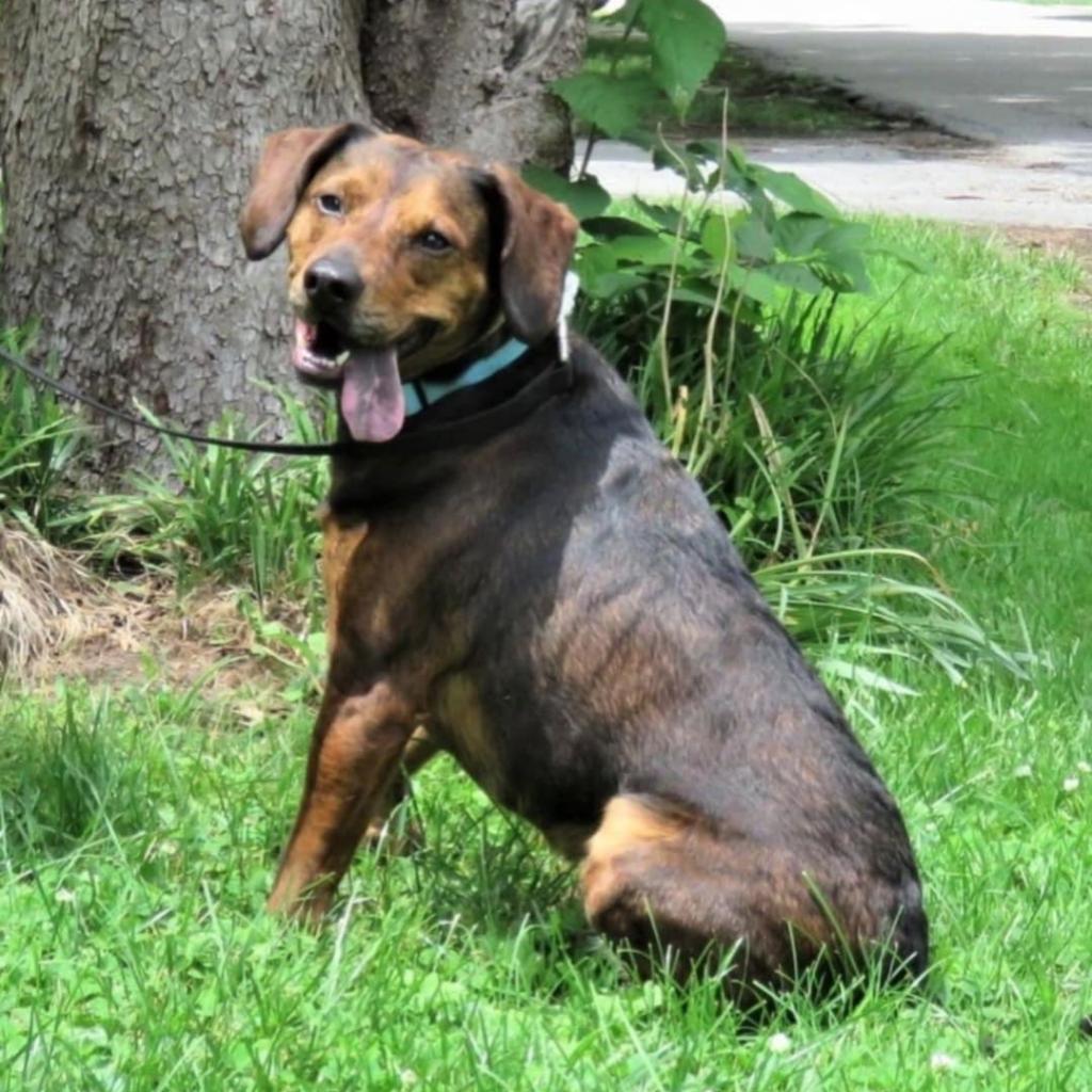 Enlarge Peppa, a Adoptable Plott Hound in Louisville, KY image 3/6