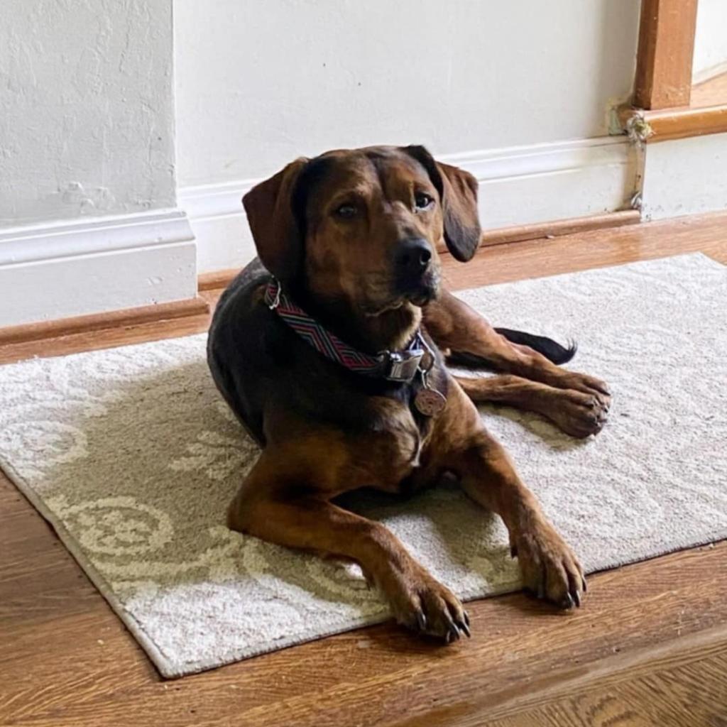 Enlarge Peppa, a Adoptable Plott Hound in Louisville, KY image 4/6