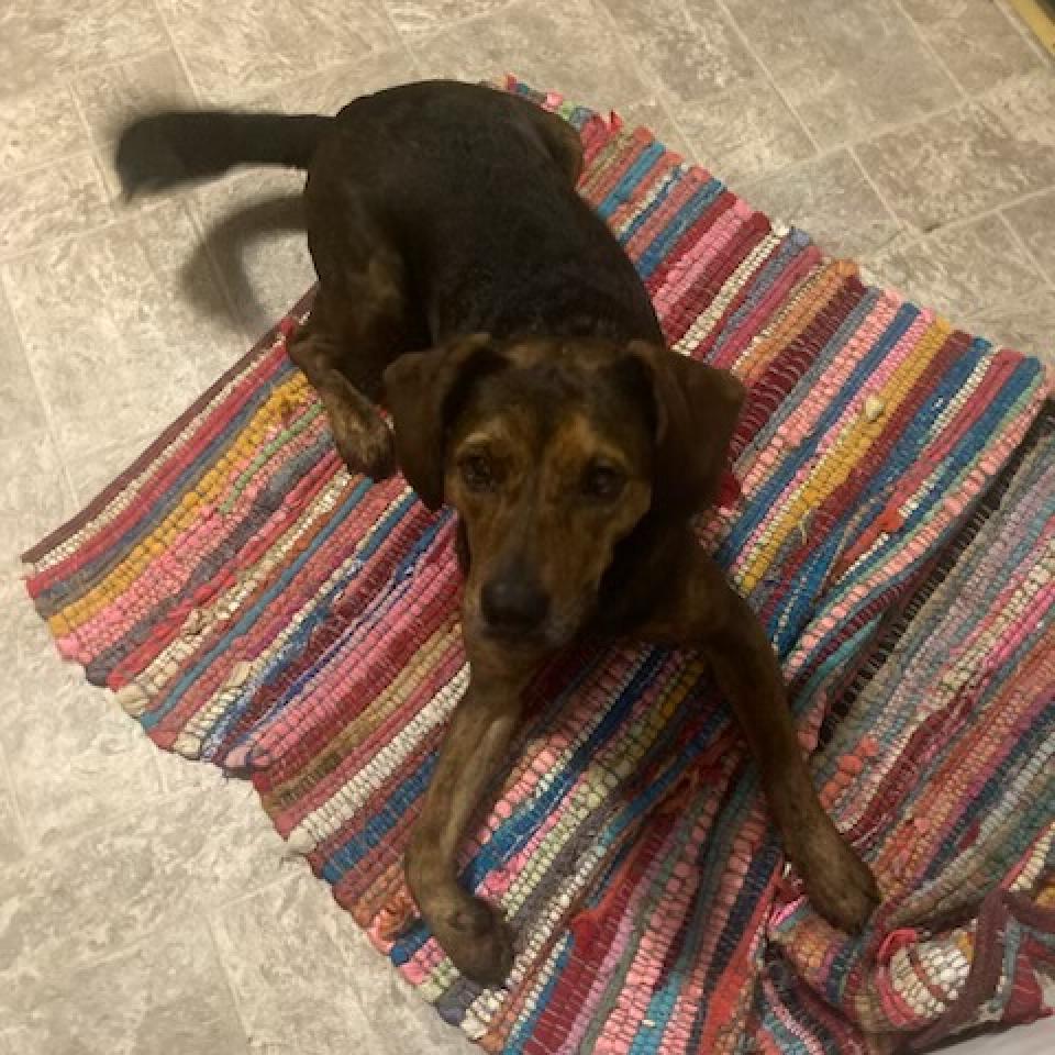 Enlarge Peppa, a Adoptable Plott Hound in Louisville, KY image 5/6