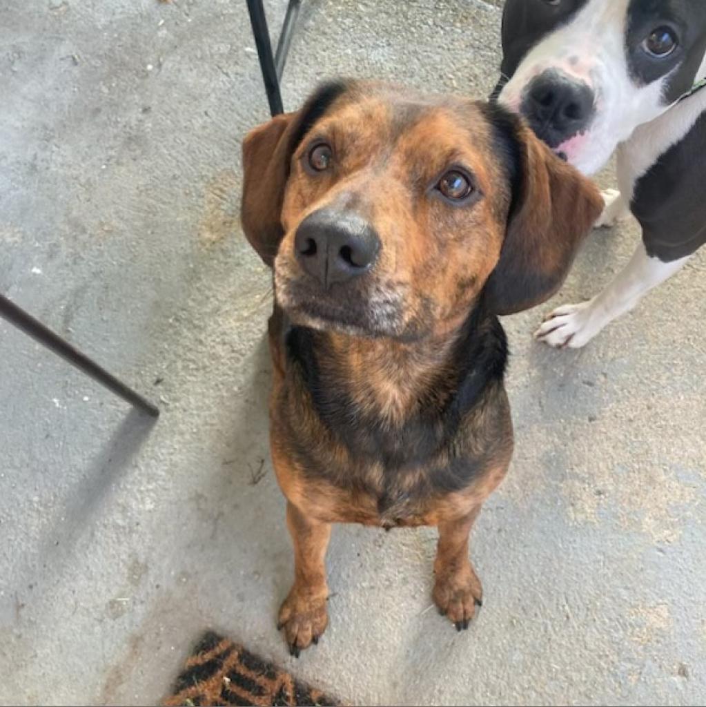 Enlarge Peppa, a Adoptable Plott Hound in Louisville, KY image 6/6