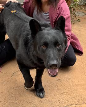 Enlarge Sam, a Adoptable German Shepherd Dog in Agua Dulce, CA image 1/5