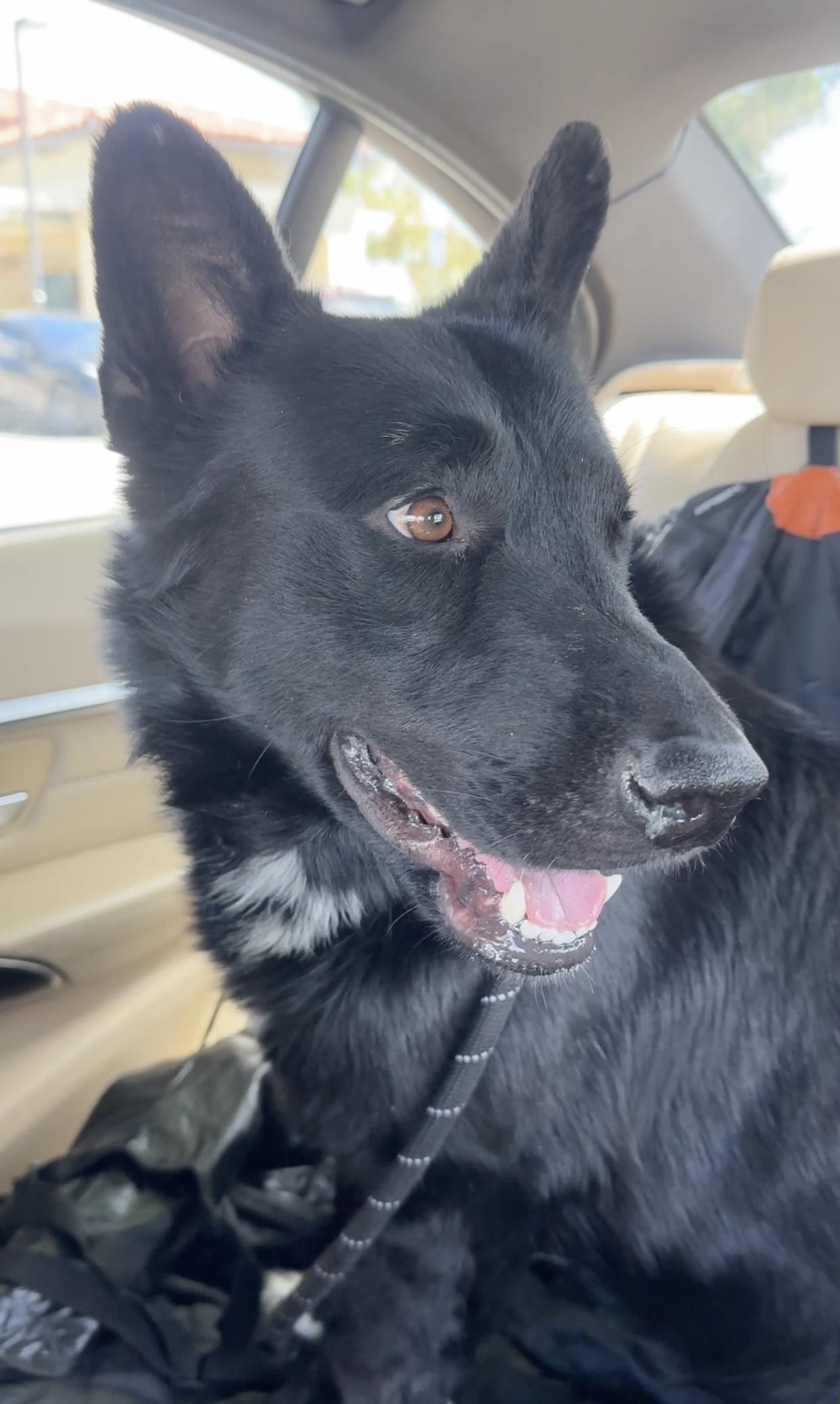 Enlarge Sam, a Adoptable German Shepherd Dog in Agua Dulce, CA image 2/5
