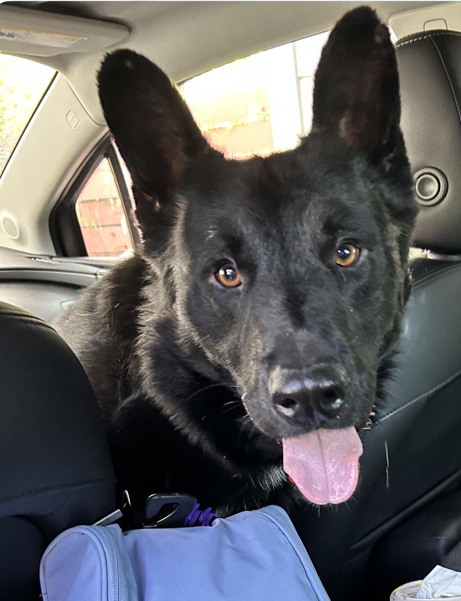 Enlarge Sam, a Adoptable German Shepherd Dog in Agua Dulce, CA image 3/5