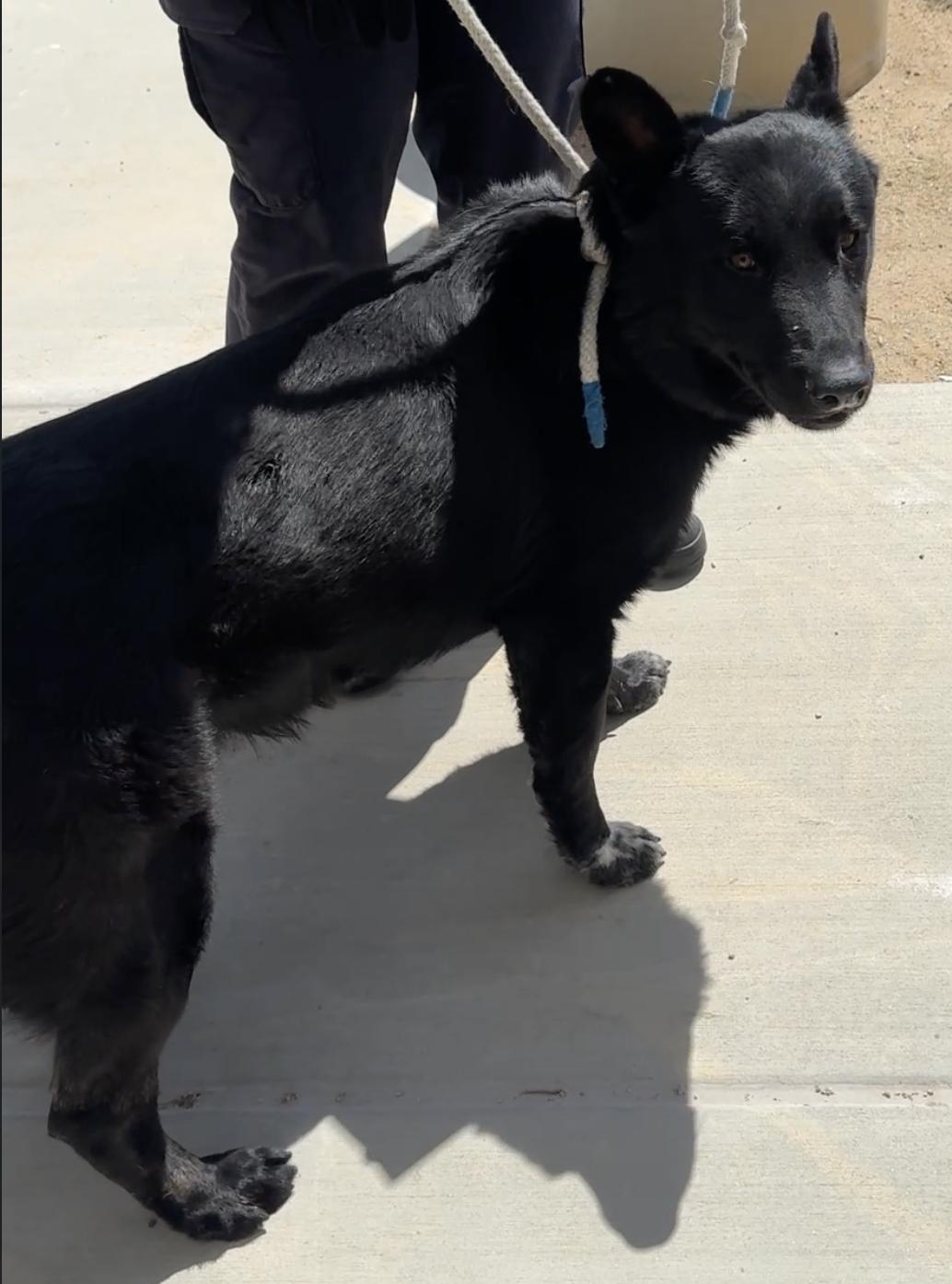 Enlarge Sam, a Adoptable German Shepherd Dog in Agua Dulce, CA image 4/5