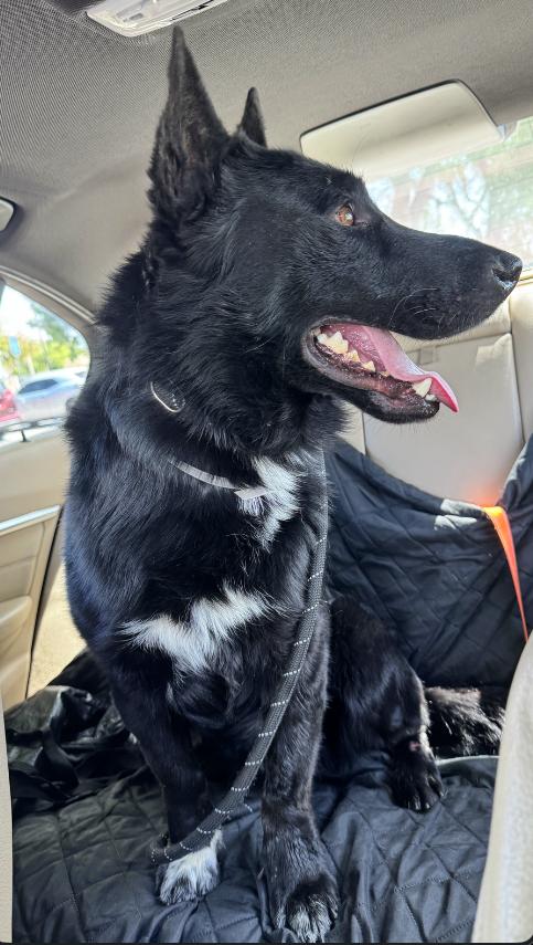 Enlarge Sam, a Adoptable German Shepherd Dog in Agua Dulce, CA image 5/5