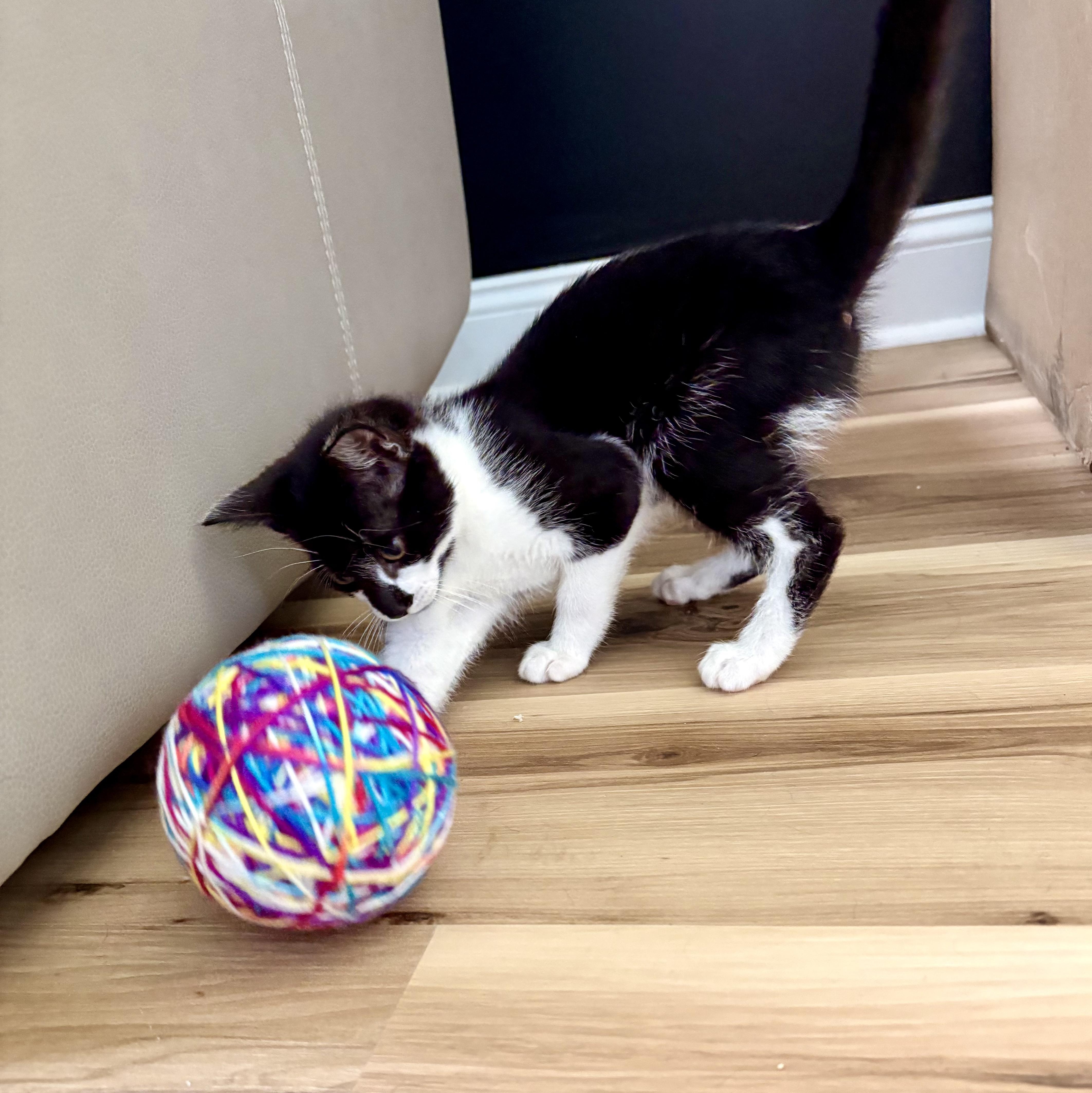 Zazu, an adopted Domestic Short Hair in New Bern, NC image 2/6