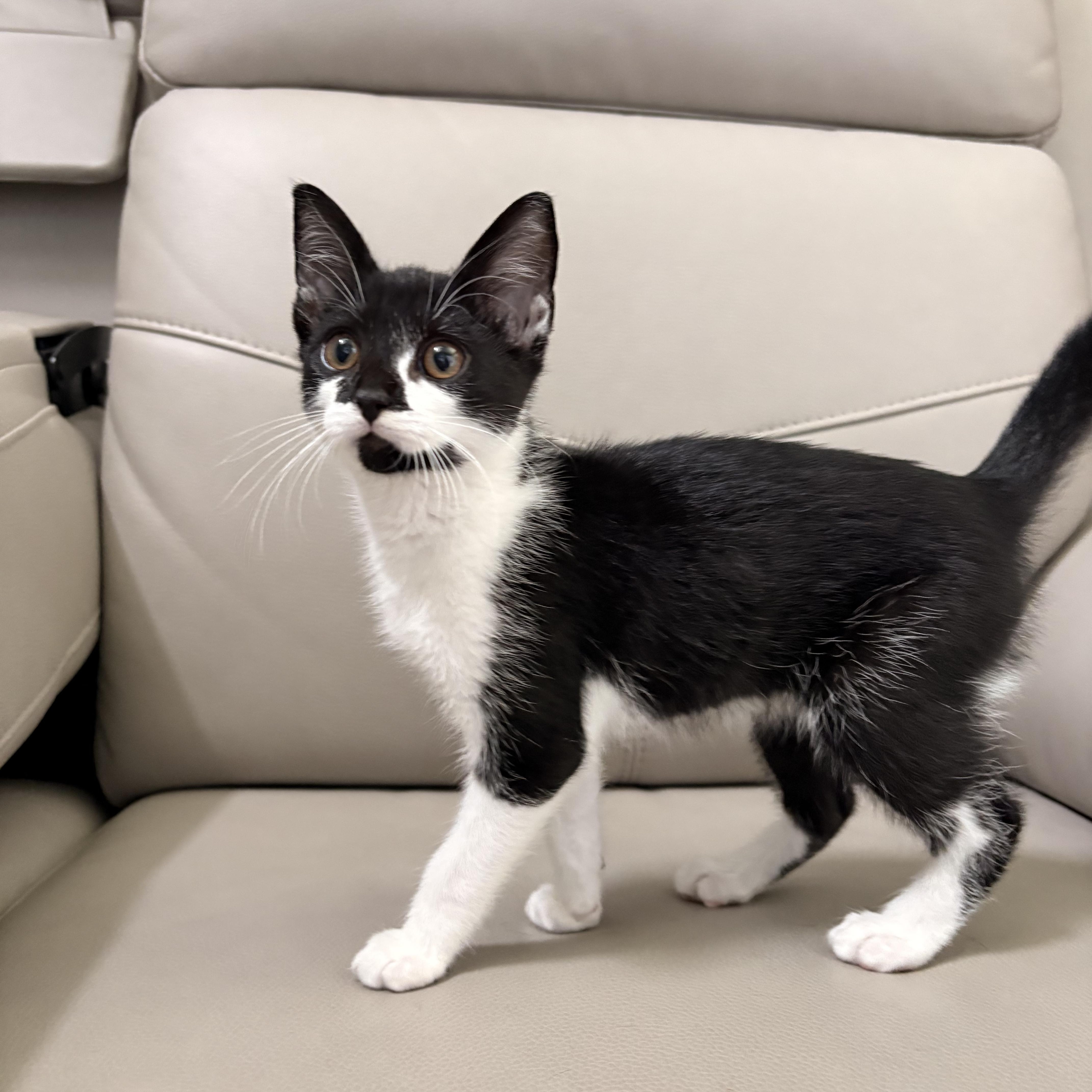 Zazu, adopted, Kitten Male Domestic Short Hair.