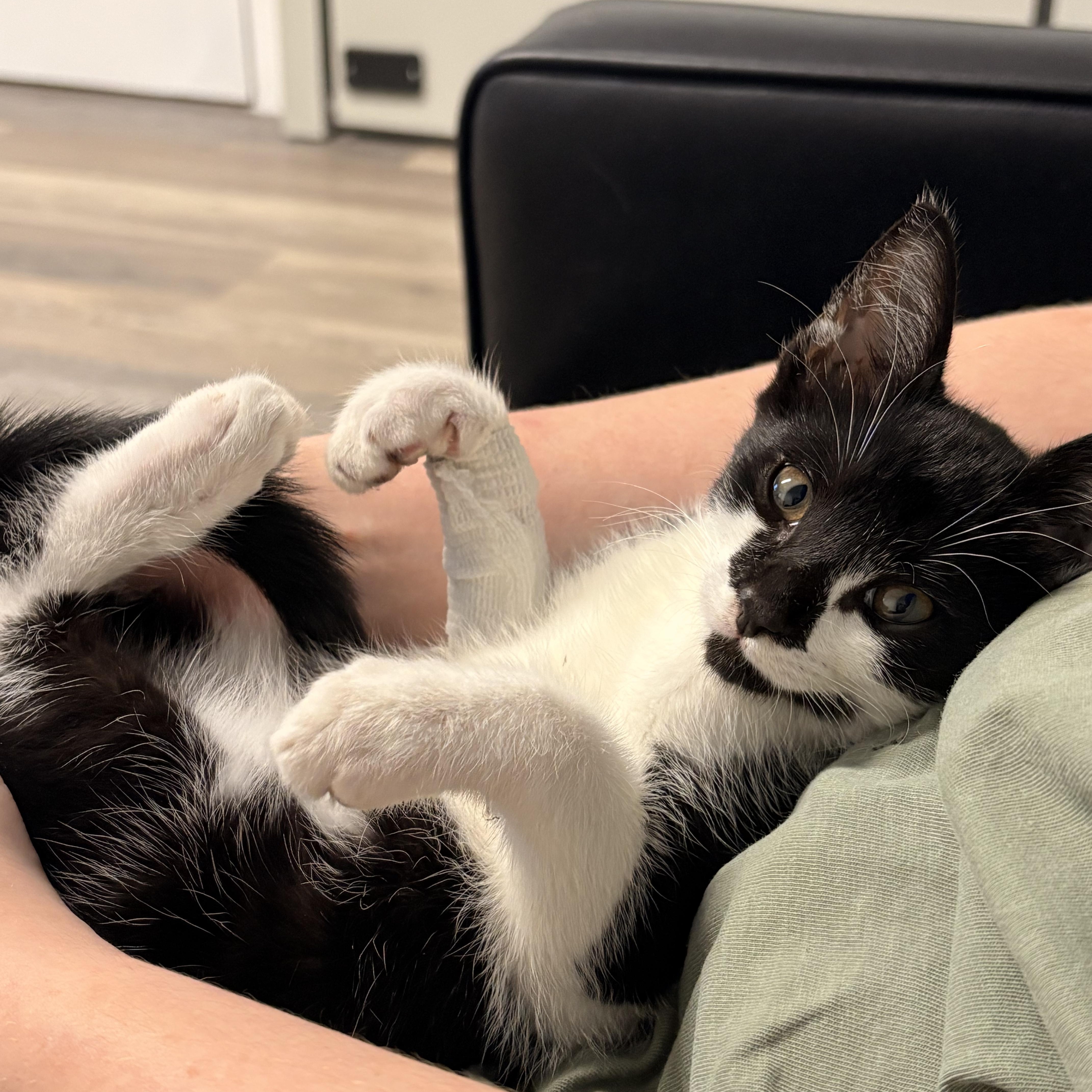Zazu, an adopted Domestic Short Hair in New Bern, NC image 6/6