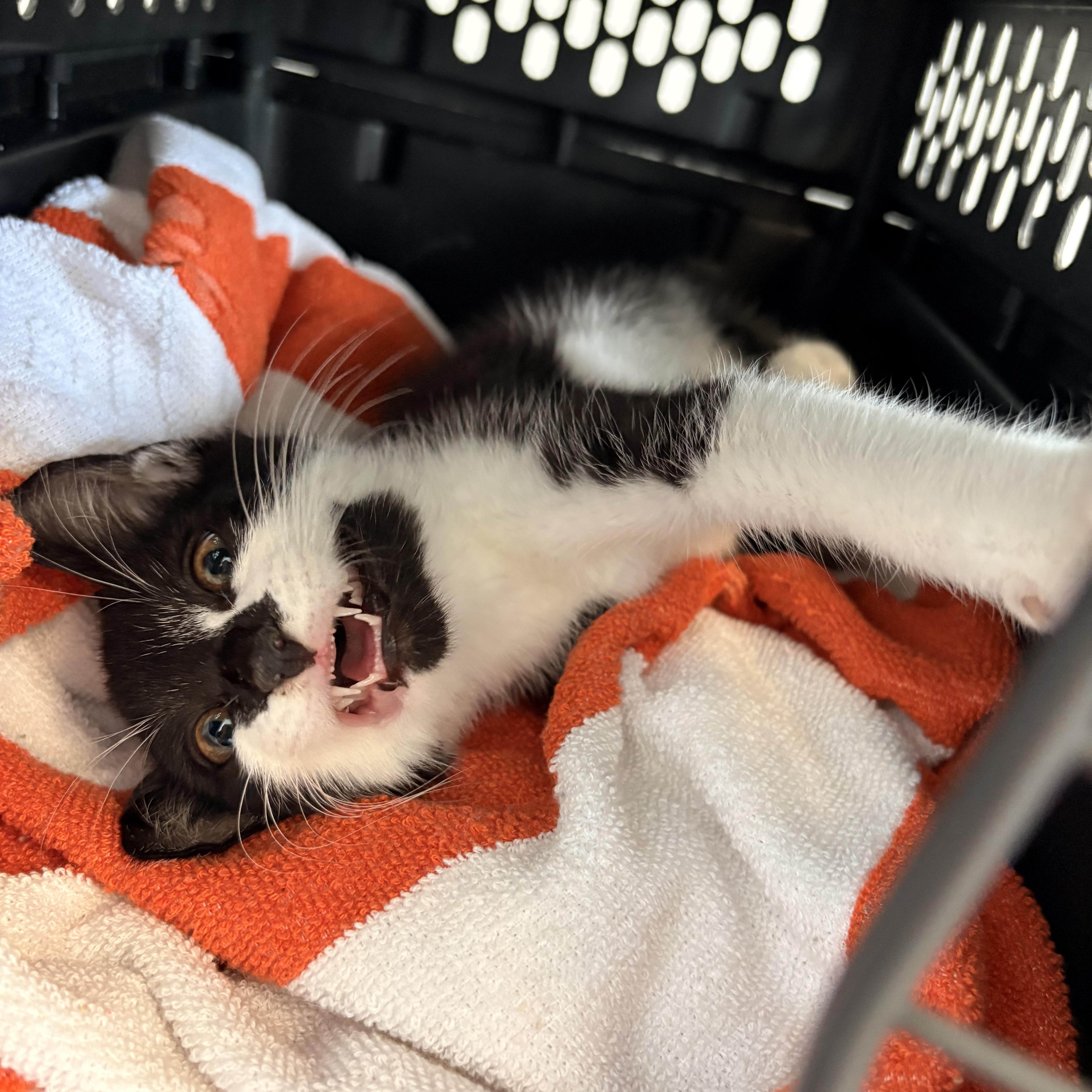 Zazu, an adopted Domestic Short Hair in New Bern, NC image 4/6