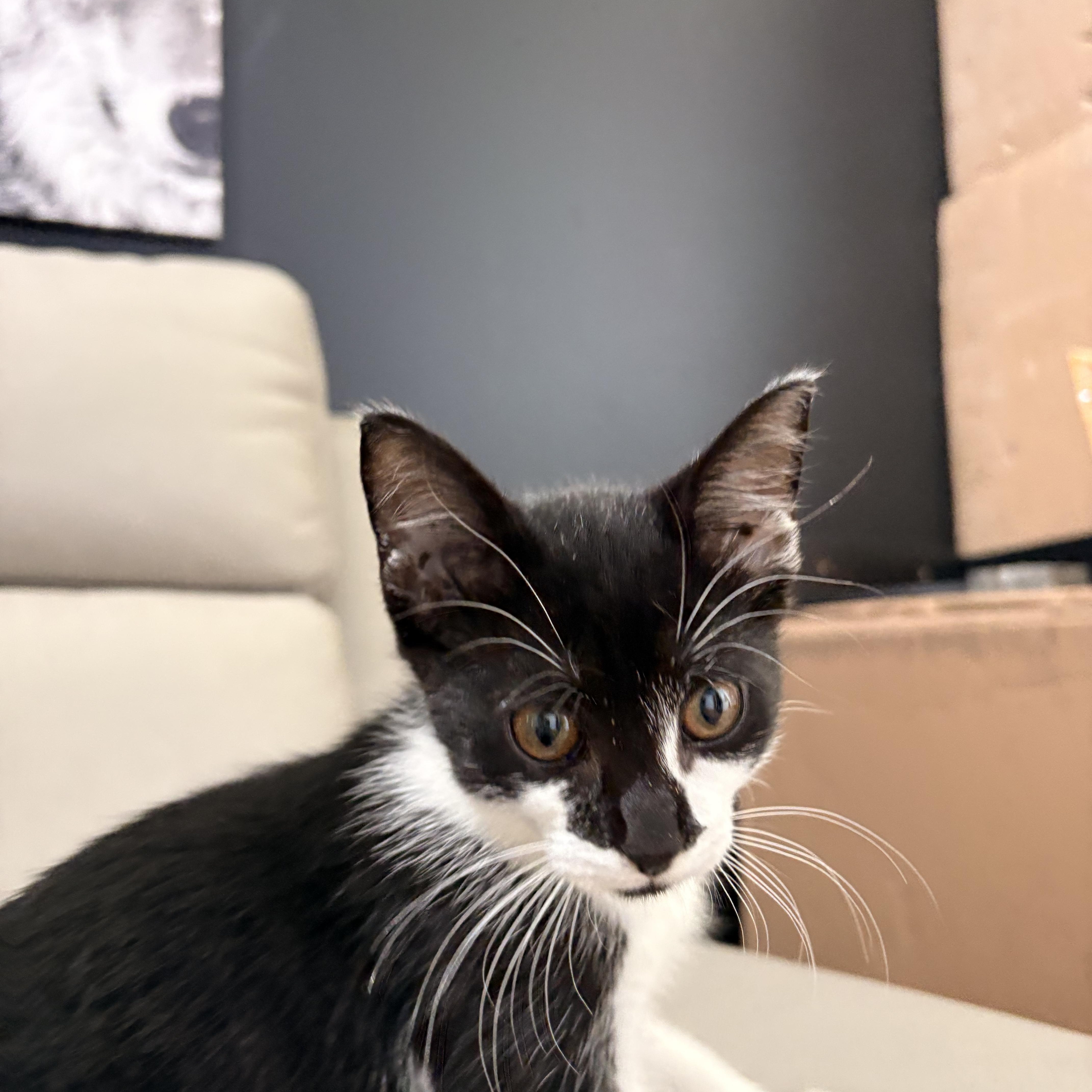 Zazu, an adopted Domestic Short Hair in New Bern, NC image 3/6