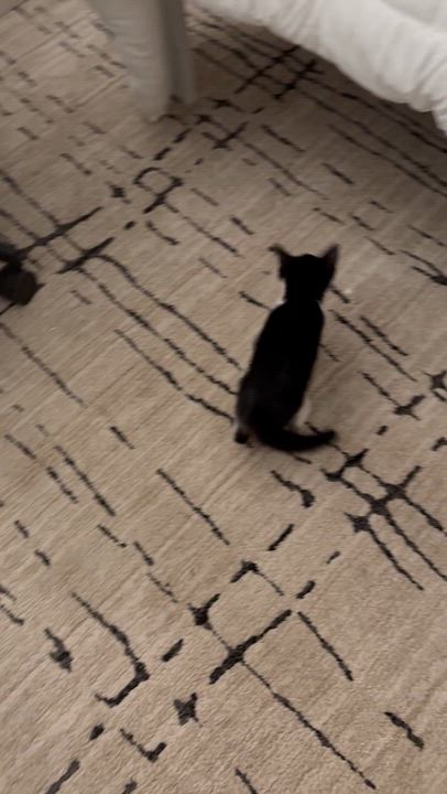 Enlarge Zazu, an adopted Domestic Short Hair in New Bern, NC video 5/6