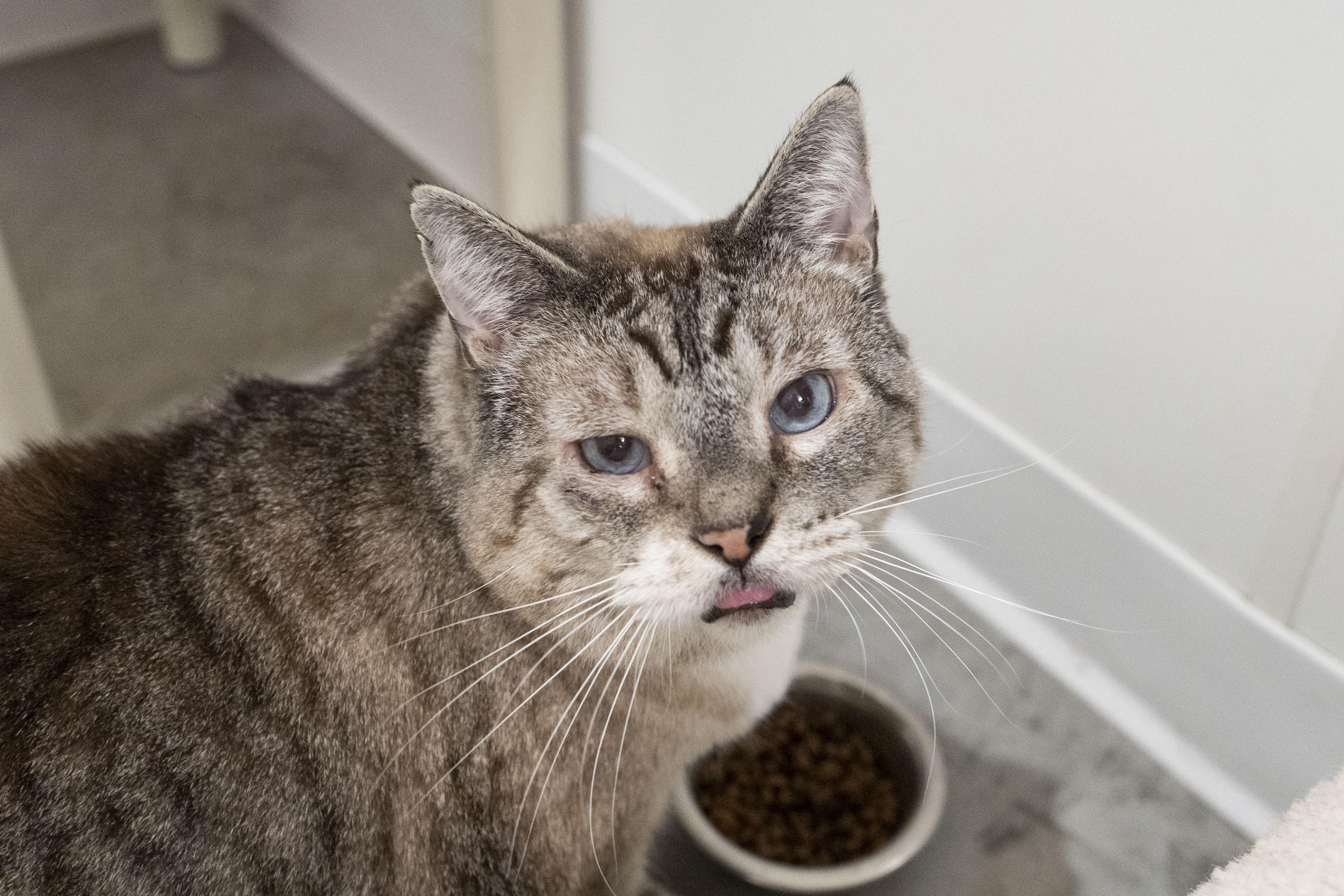 Enlarge Tommy, a ADOPTABLE Domestic Short Hair in Boise, ID image 4/4