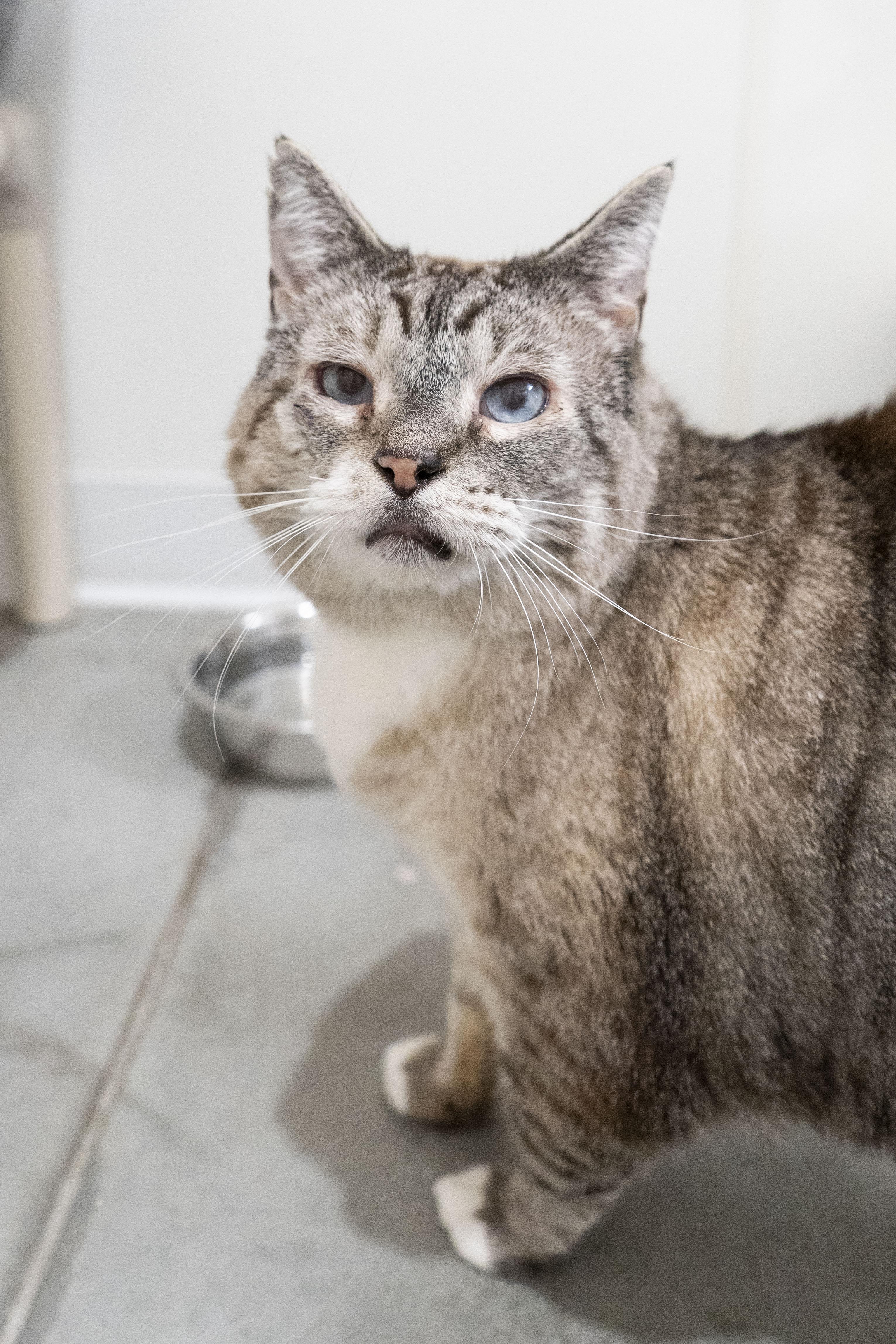 Tommy, ADOPTABLE, Senior Male Domestic Short Hair.