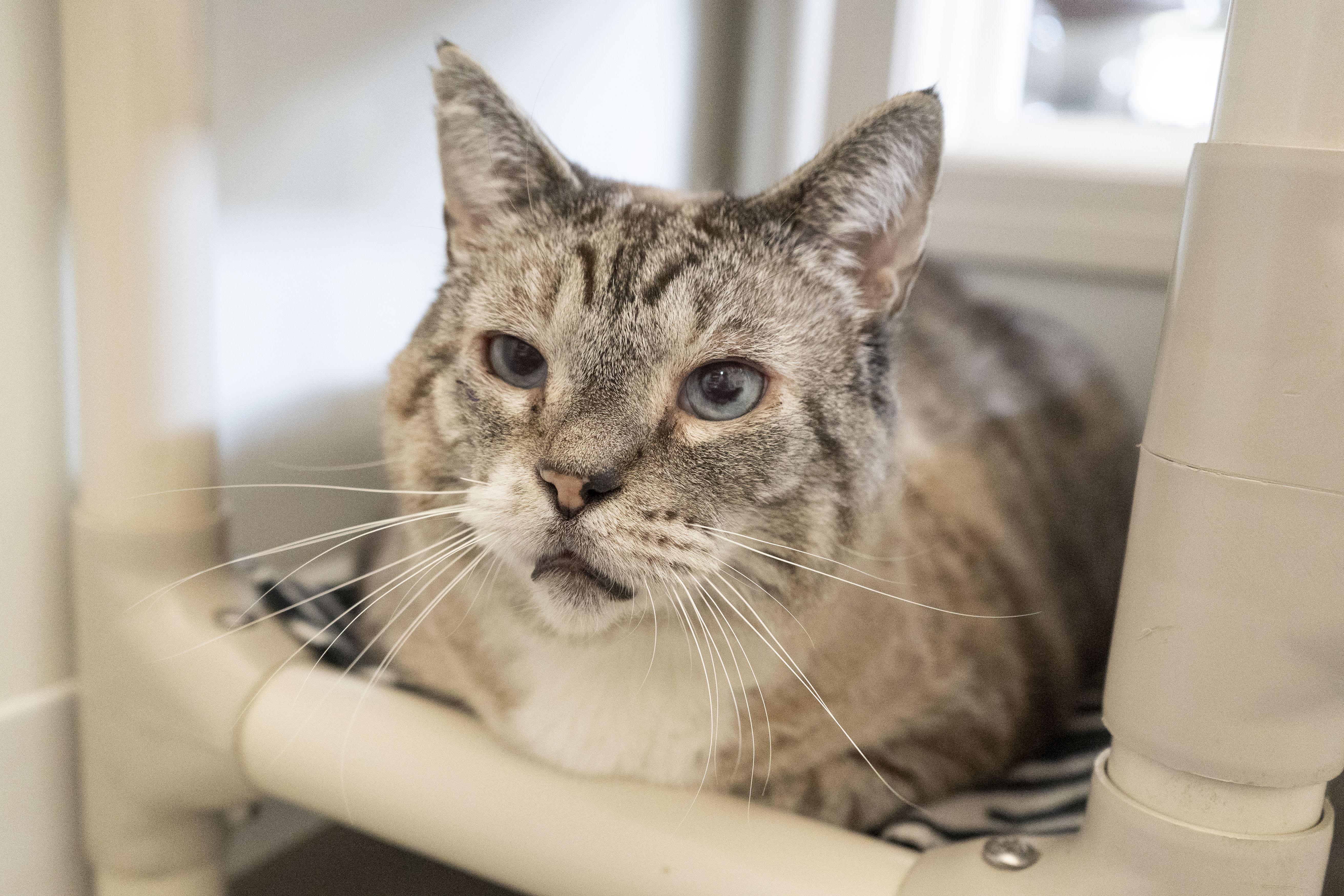 Enlarge Tommy, a ADOPTABLE Domestic Short Hair in Boise, ID image 2/4