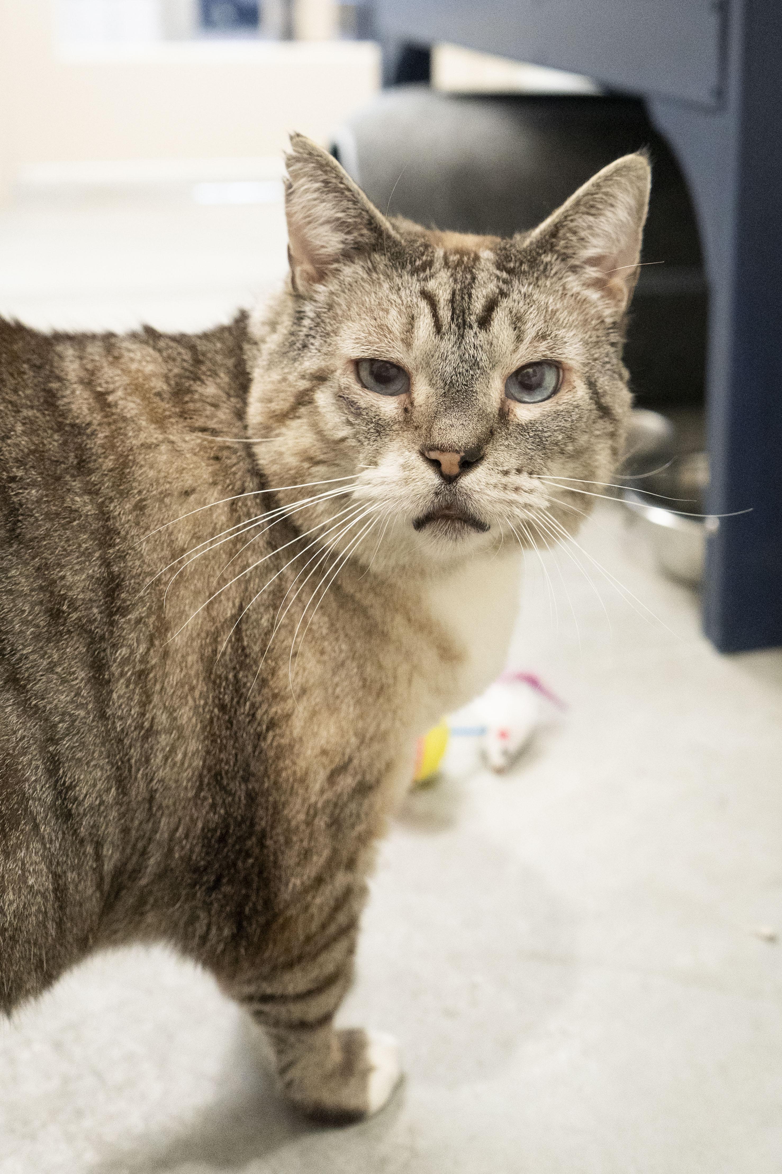 Enlarge Tommy, a ADOPTABLE Domestic Short Hair in Boise, ID image 3/4