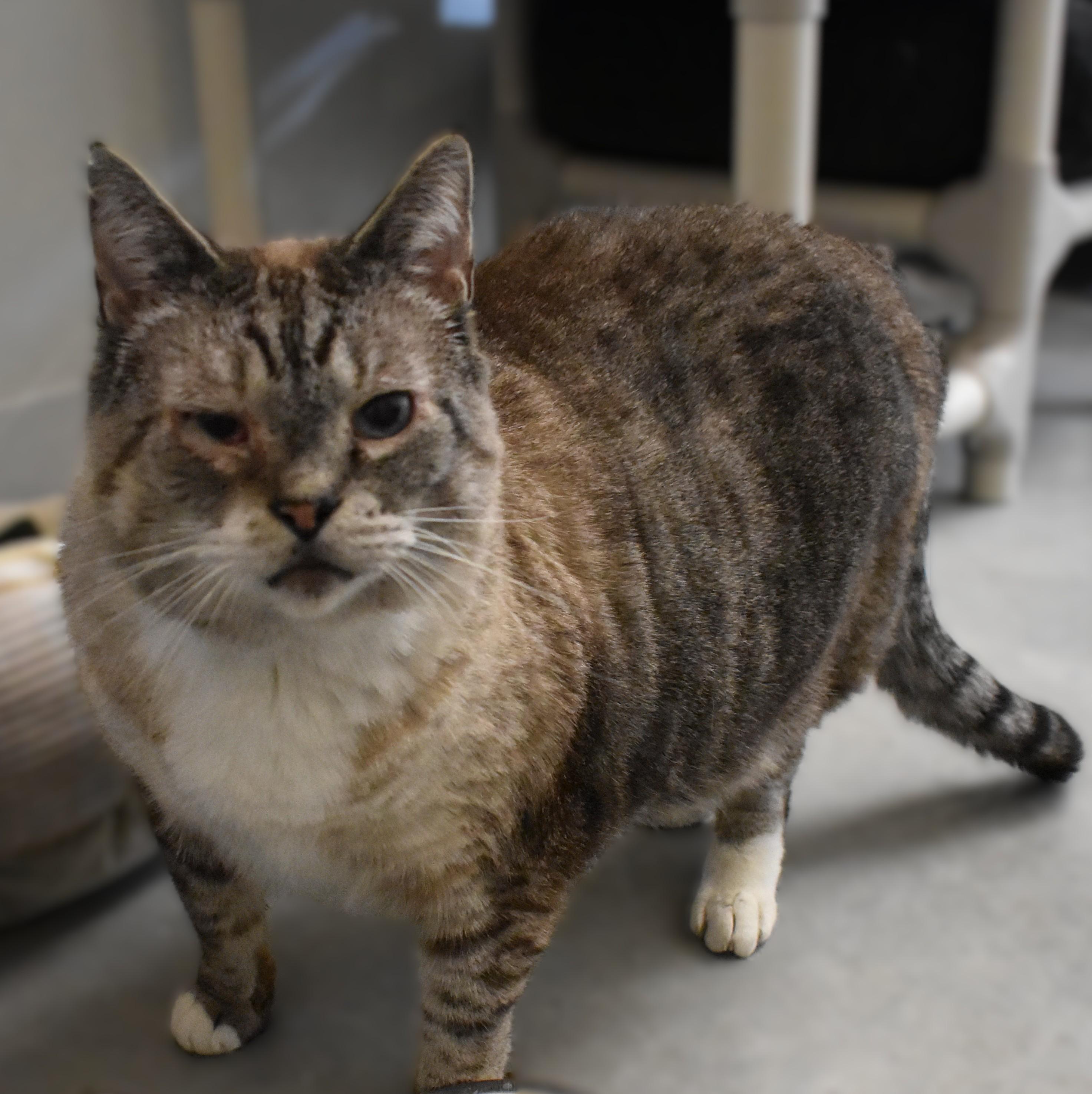 Tommy, a ADOPTABLE Domestic Short Hair in Boise, ID image 2/2