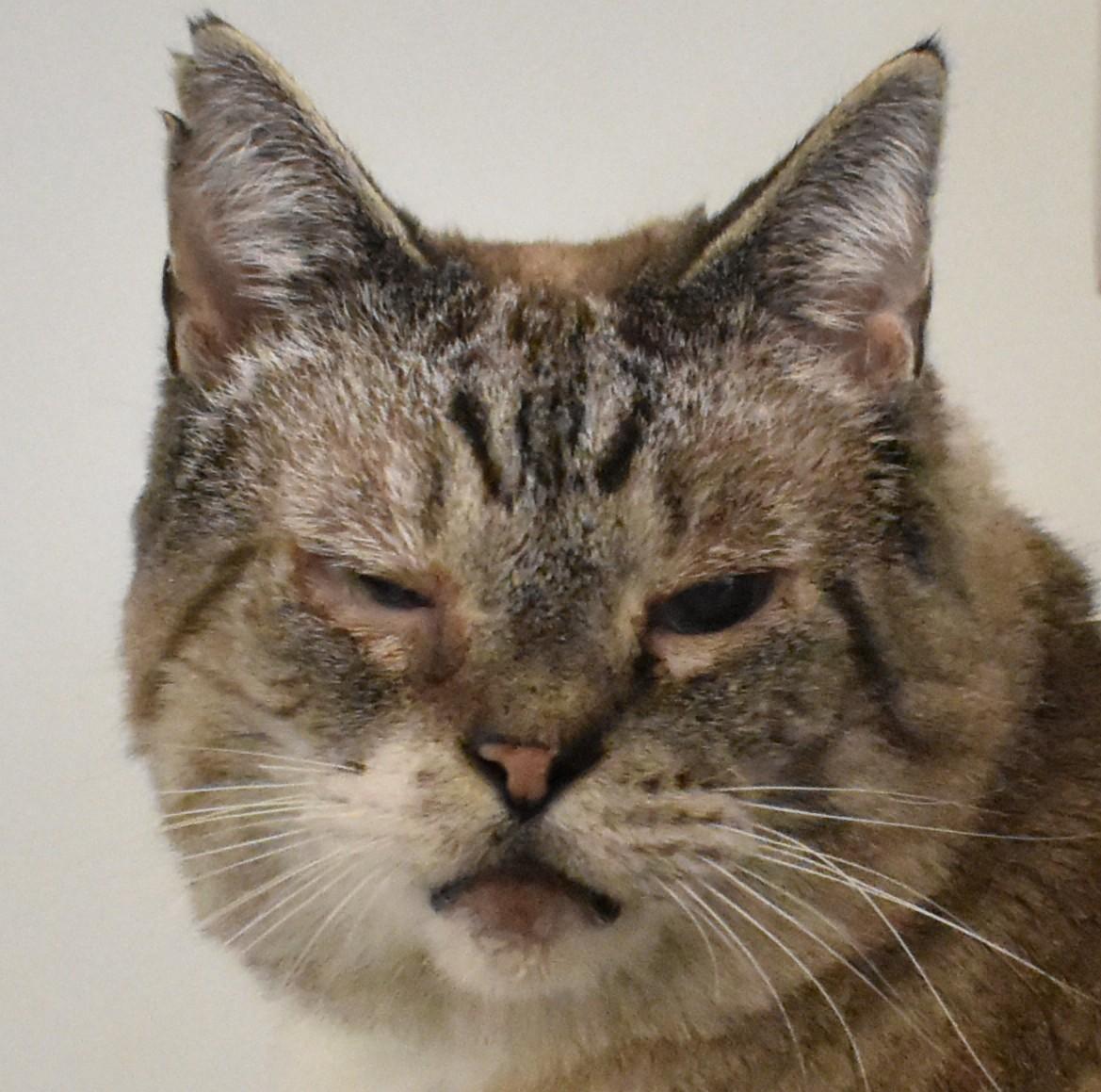 Tommy, ADOPTABLE, Senior Male Domestic Short Hair.