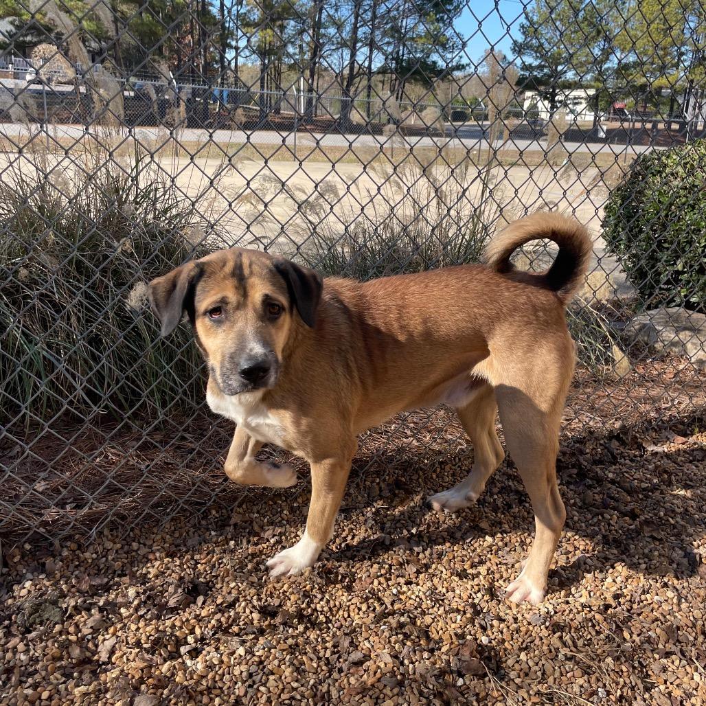 Enlarge Elm 40 (Zeus), a Adoptable Mixed Breed in Gadsden, AL image 1/3