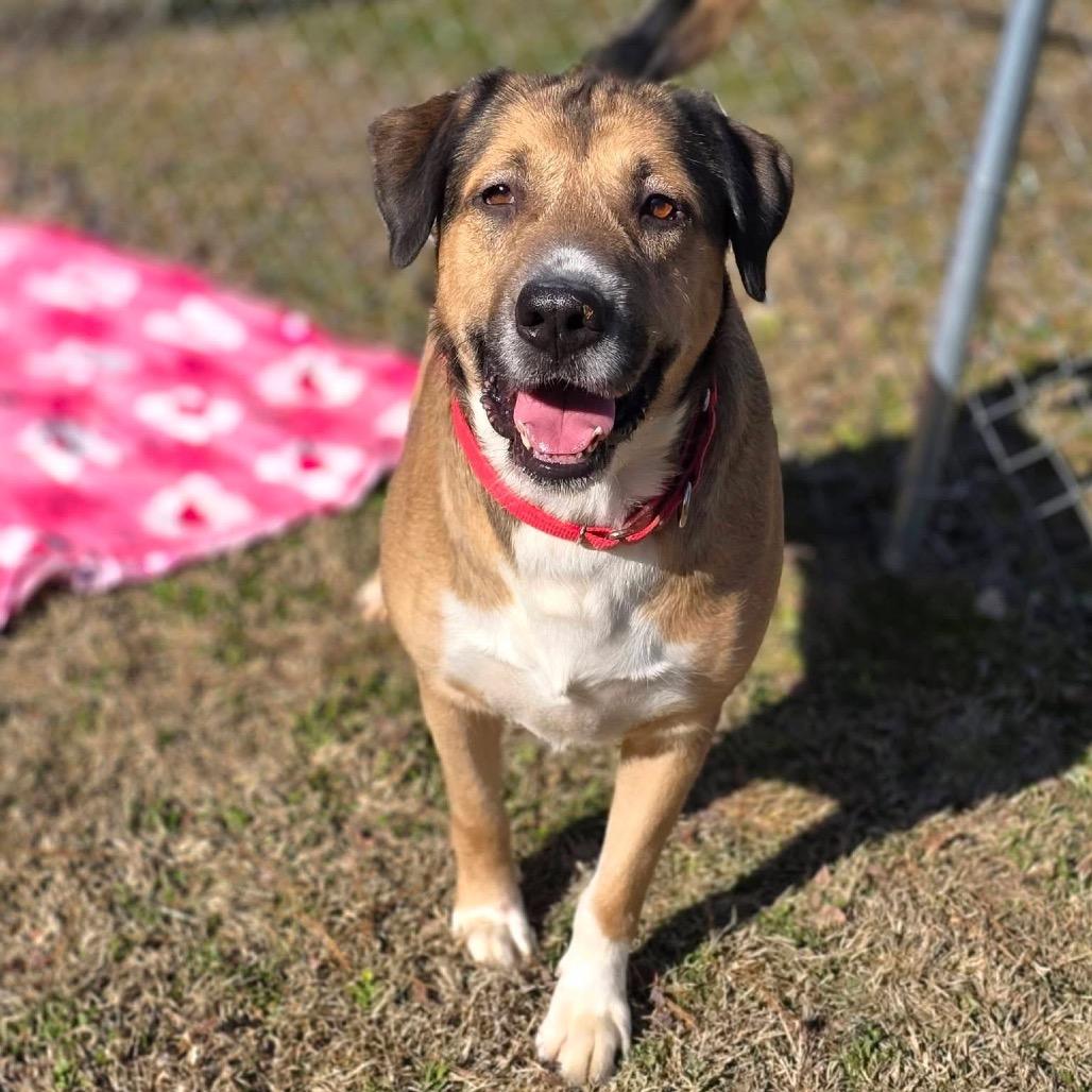 Elm 40 (Zeus)(SPONSORED), a Adoptable Mixed Breed in Gadsden, AL image 2/6