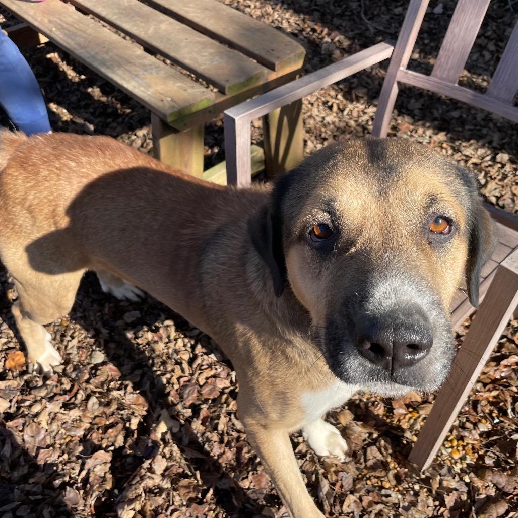 Enlarge Elm 40 (Zeus), a Adoptable Mixed Breed in Gadsden, AL image 2/3