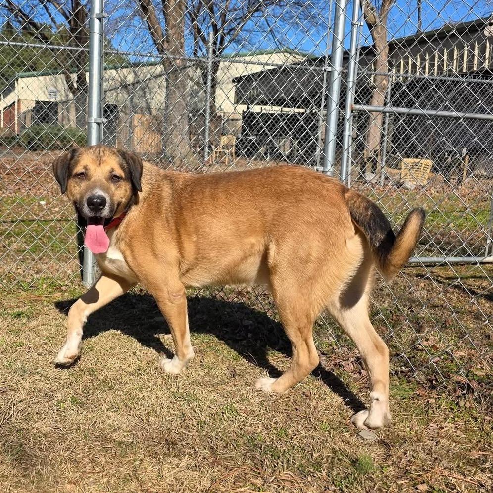 Elm 40 (Zeus)(SPONSORED), a Adoptable Mixed Breed in Gadsden, AL image 5/6
