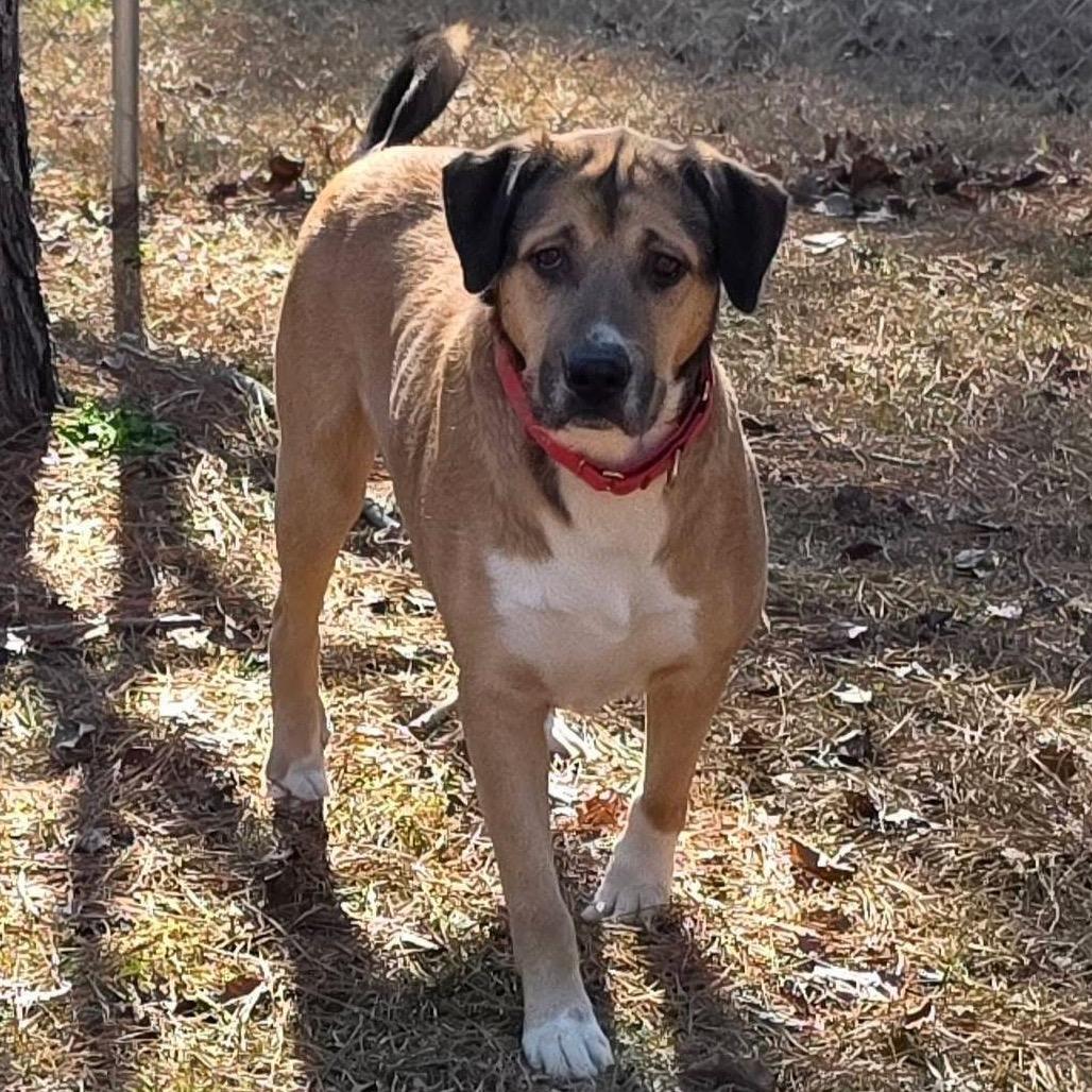 Elm 40 (Zeus)(SPONSORED), a Adoptable Mixed Breed in Gadsden, AL image 6/6