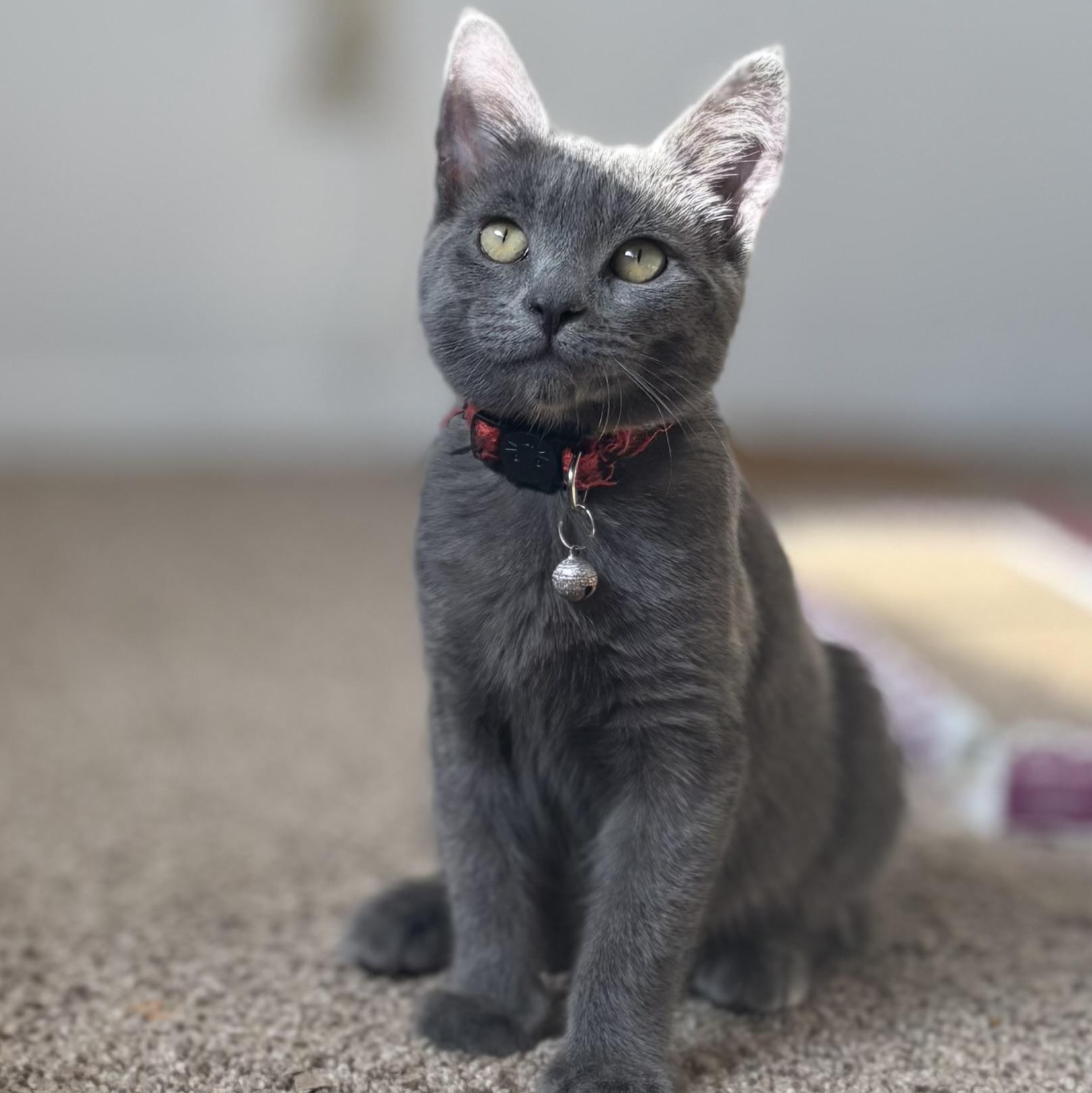 Bodhi