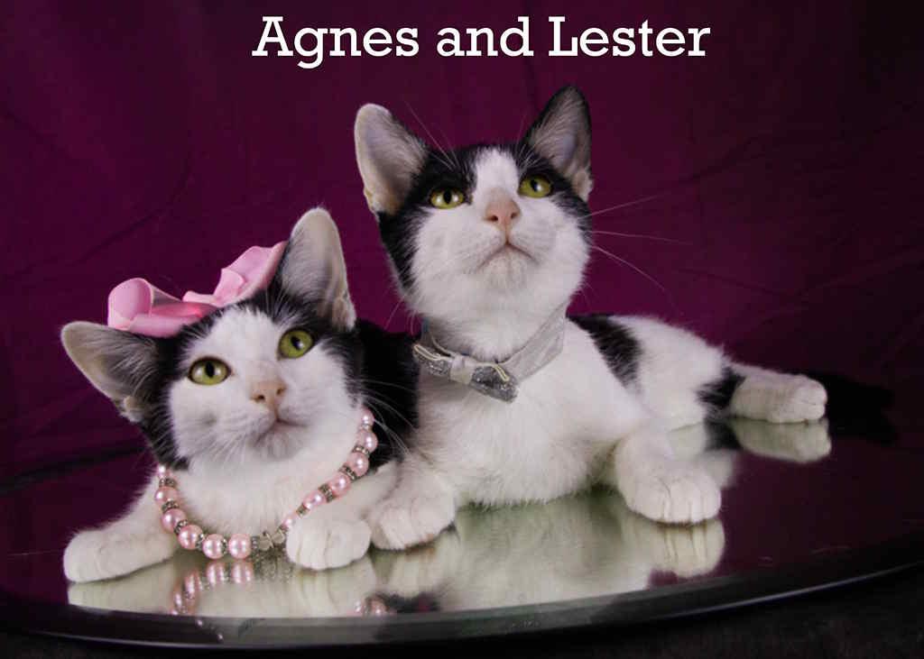Lester & Agnes