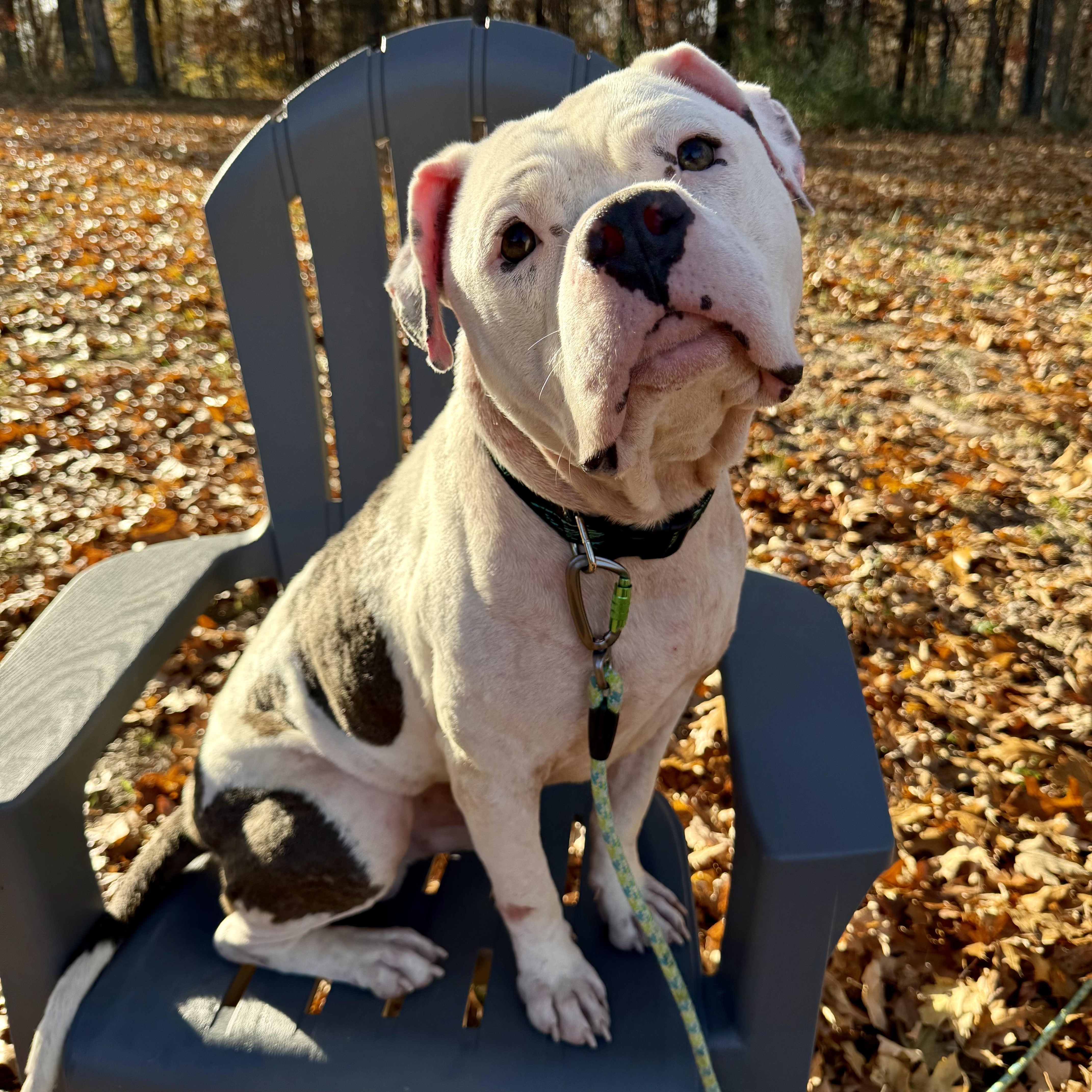 Nalo, a Adoptable mixed breed in Murphysboro, IL image 2/6