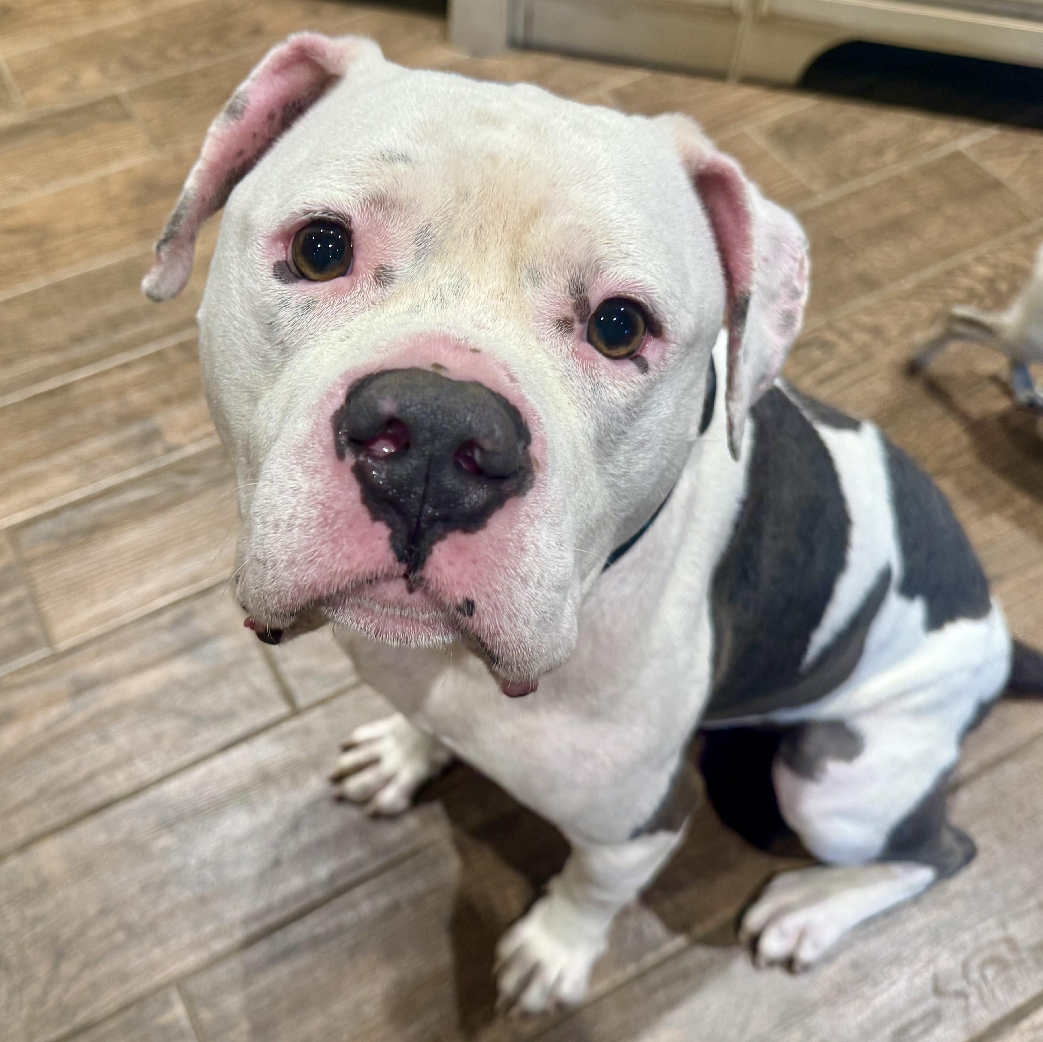 Nalo, Adoptable, Adult Male American Bulldog & American Staffordshire Terrier.