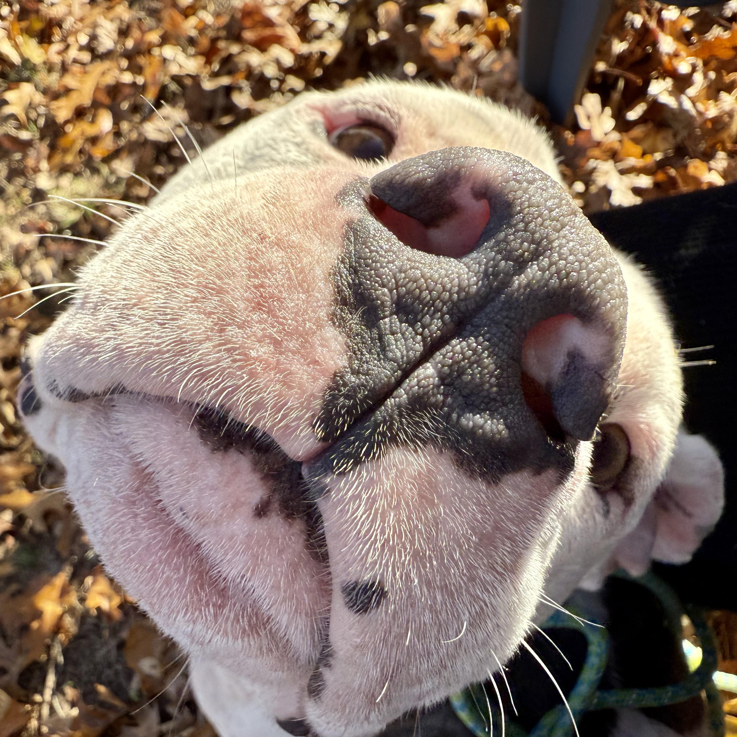 Nalo, a Adoptable mixed breed in Murphysboro, IL image 3/6