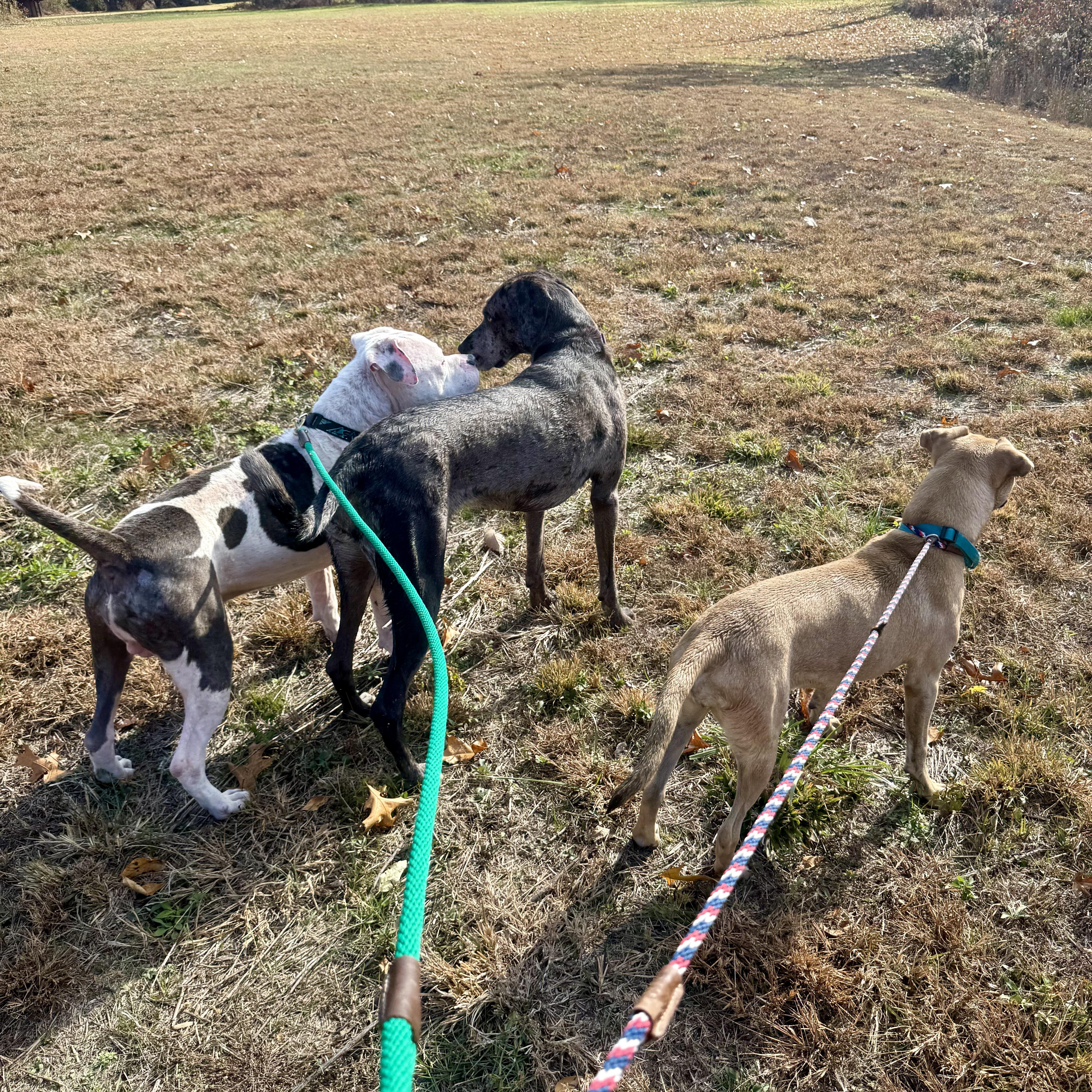 Nalo, a Adoptable mixed breed in Murphysboro, IL image 4/6