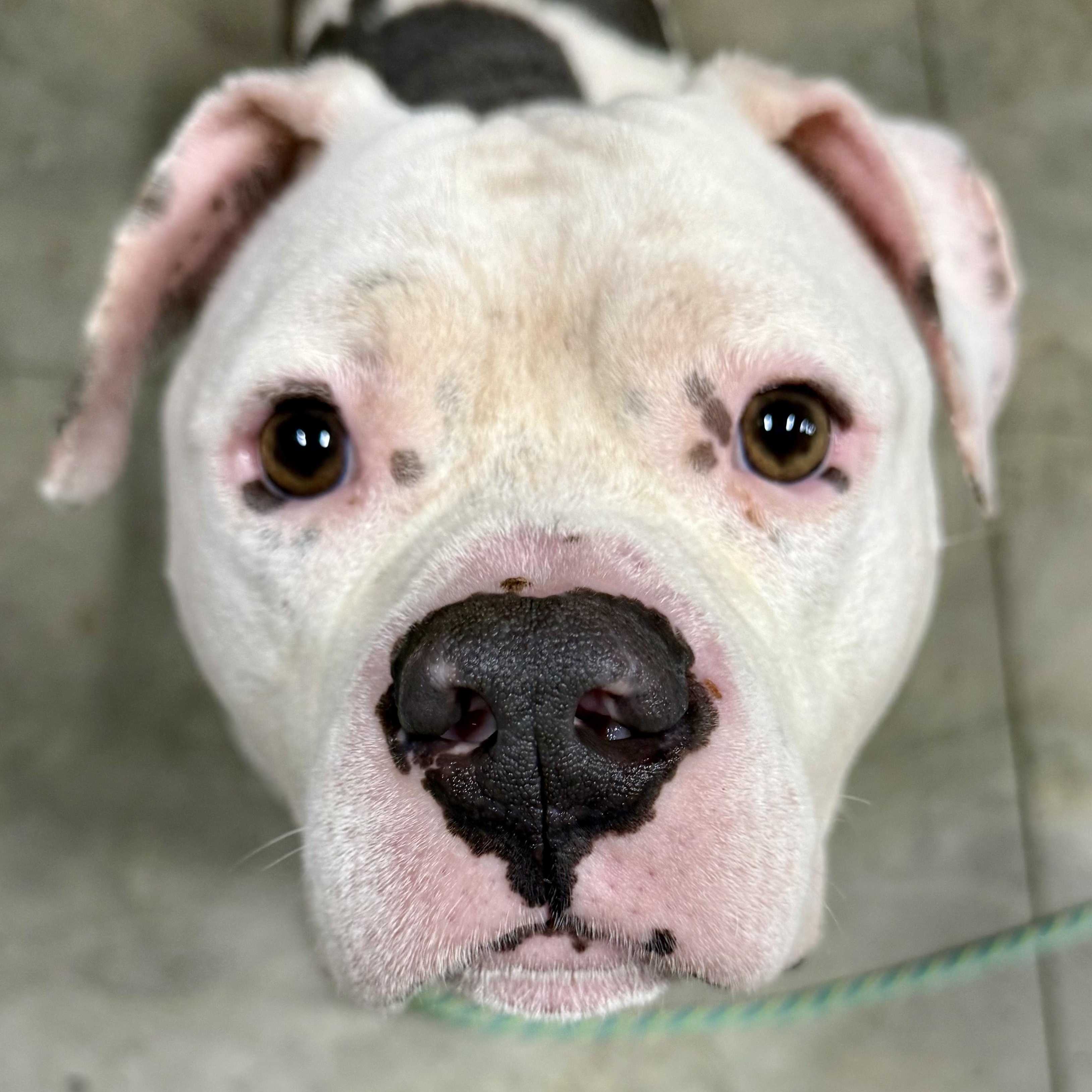 Nalo, a Adoptable mixed breed in Murphysboro, IL image 5/6