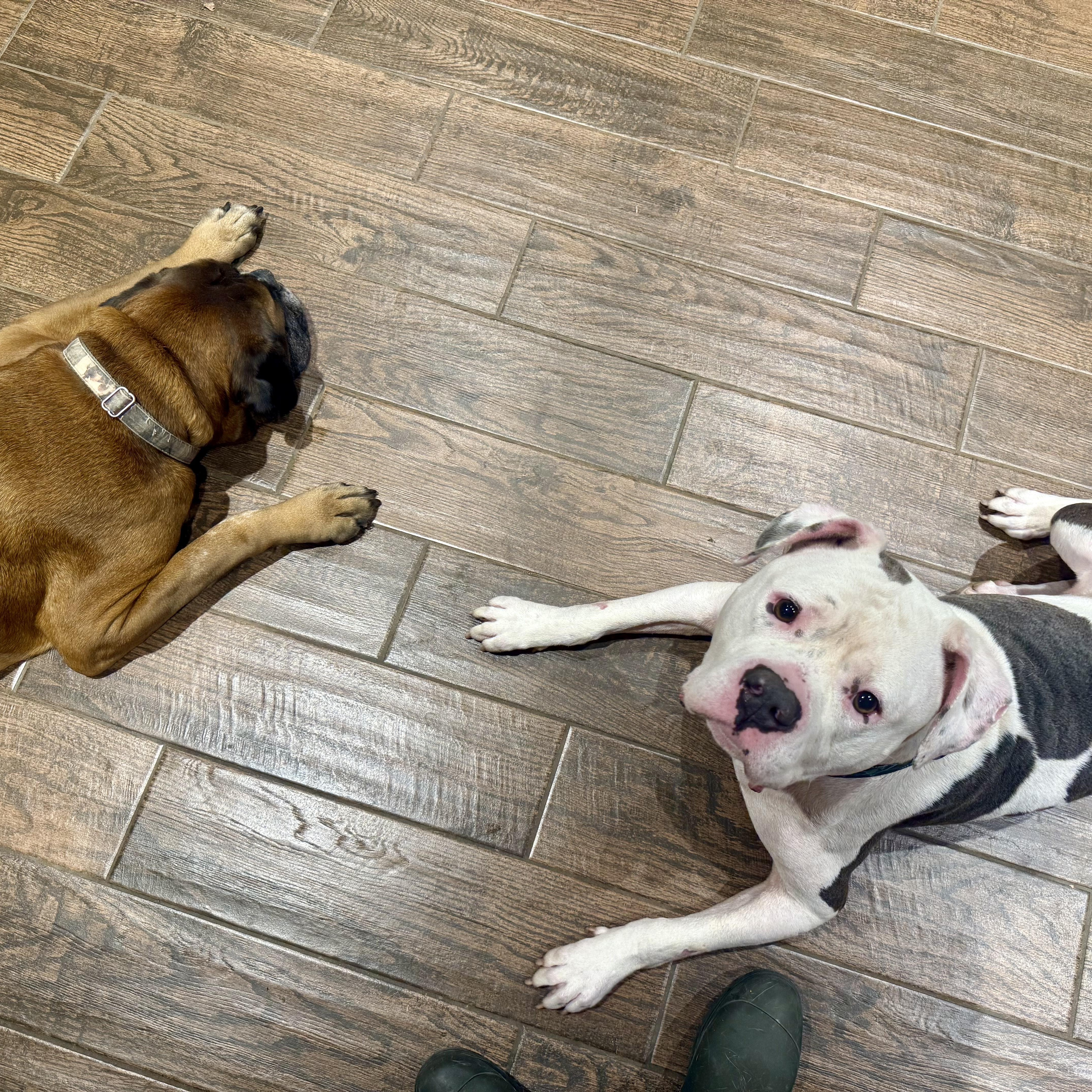 Nalo, a Adoptable mixed breed in Murphysboro, IL image 6/6