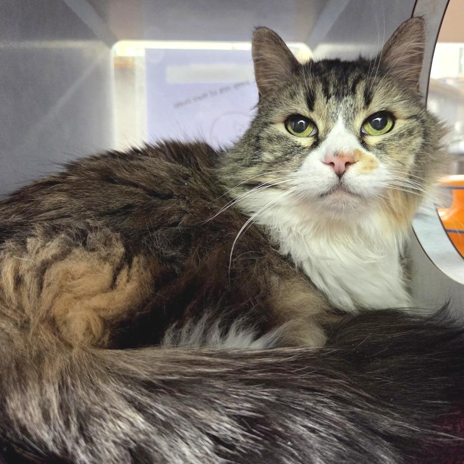 Enlarge Ellie, a Adoptable Domestic Long Hair in Glenwood Springs, CO image 1/5
