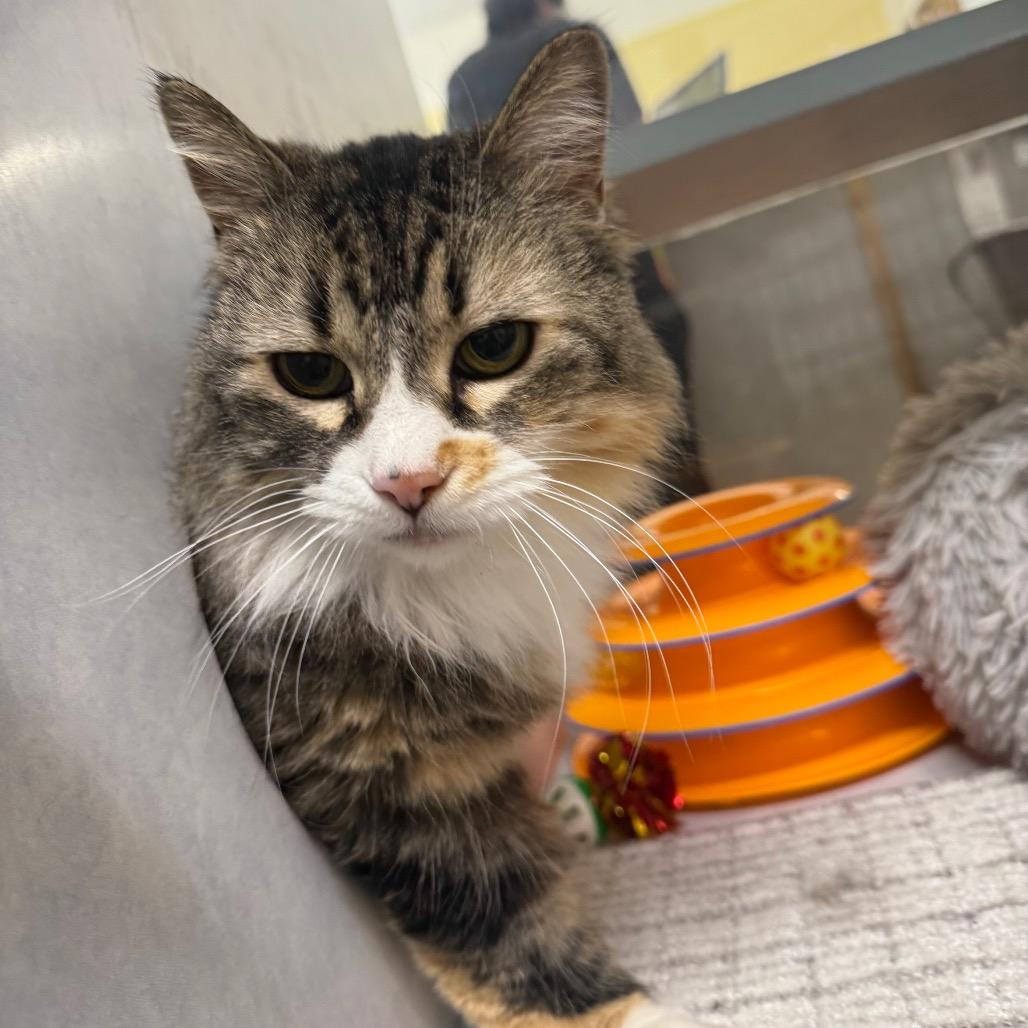 Enlarge Ellie, a Adoptable Domestic Long Hair in Glenwood Springs, CO image 2/5