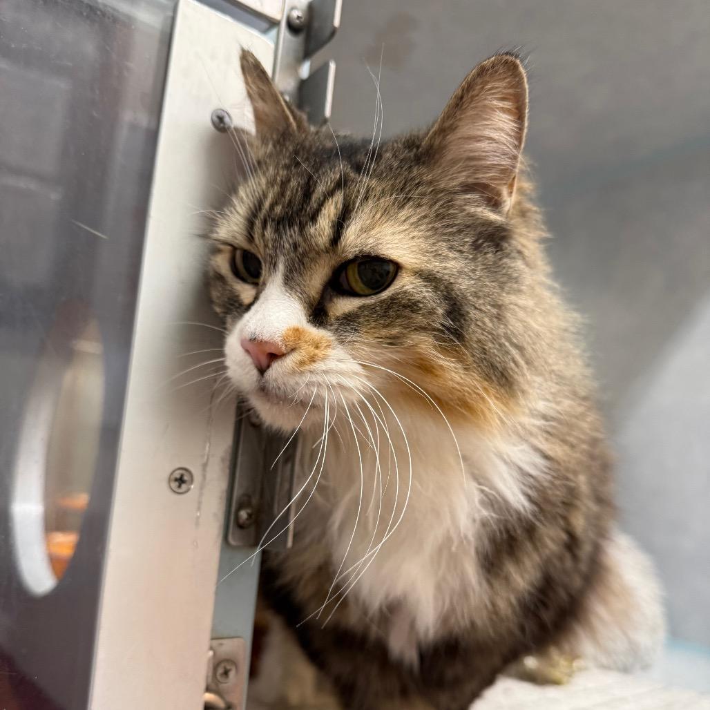 Enlarge Ellie, a Adoptable Domestic Long Hair in Glenwood Springs, CO image 3/5