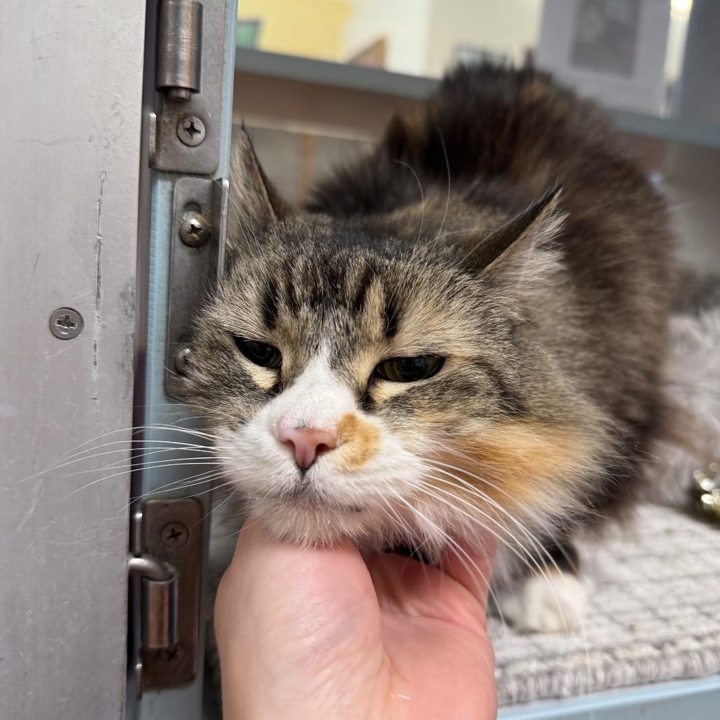 Enlarge Ellie, a Adoptable Domestic Long Hair in Glenwood Springs, CO image 4/5