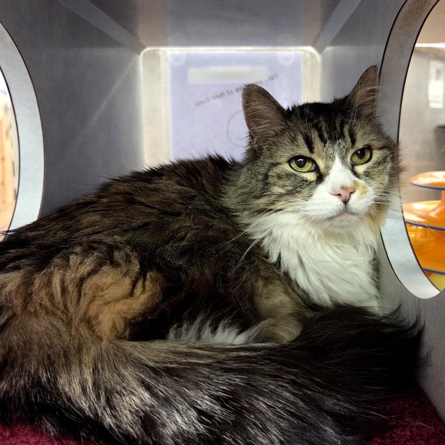 Enlarge Ellie, a Adoptable Domestic Long Hair in Glenwood Springs, CO image 5/5