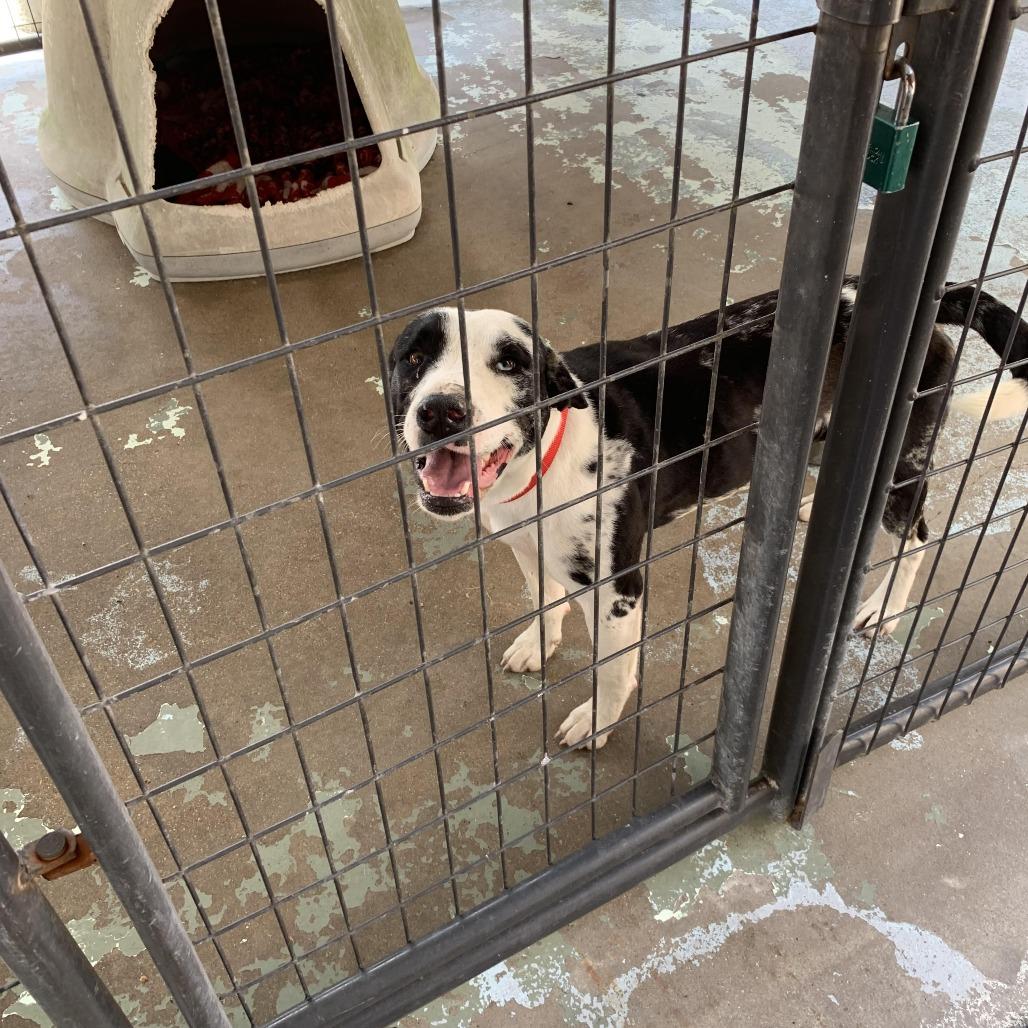 Enlarge Oreo, a Adoptable Catahoula Leopard Dog in Hearne, TX image 1/1