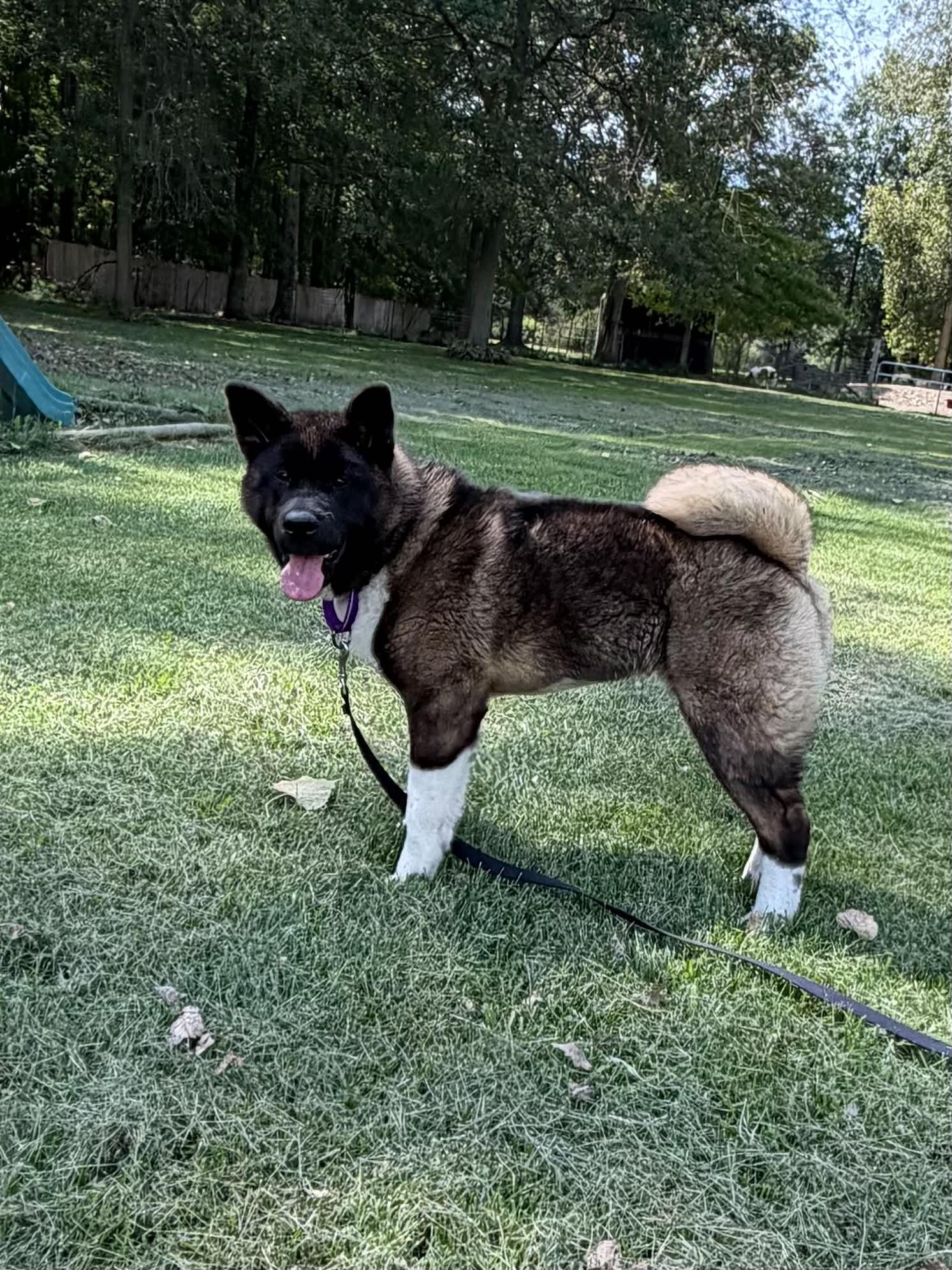 Enlarge Kira, a Adoptable Akita in Dearborn, MI image 2/3