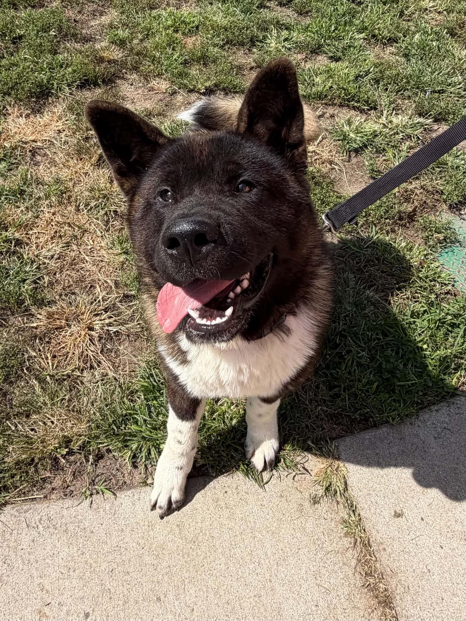 Kira, Adoptable, Young Female Akita.