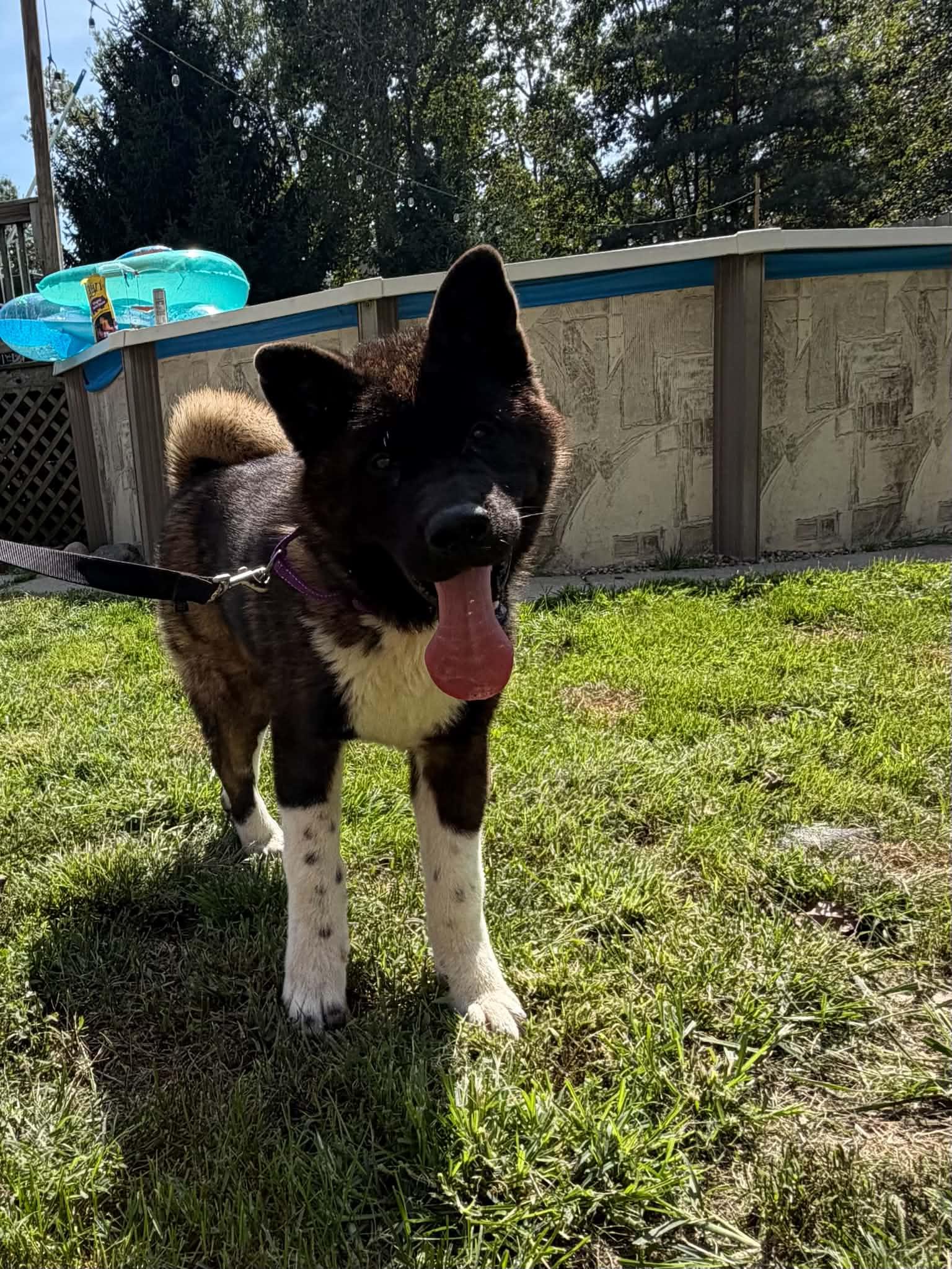 Enlarge Kira, a Adoptable Akita in Dearborn, MI image 3/3