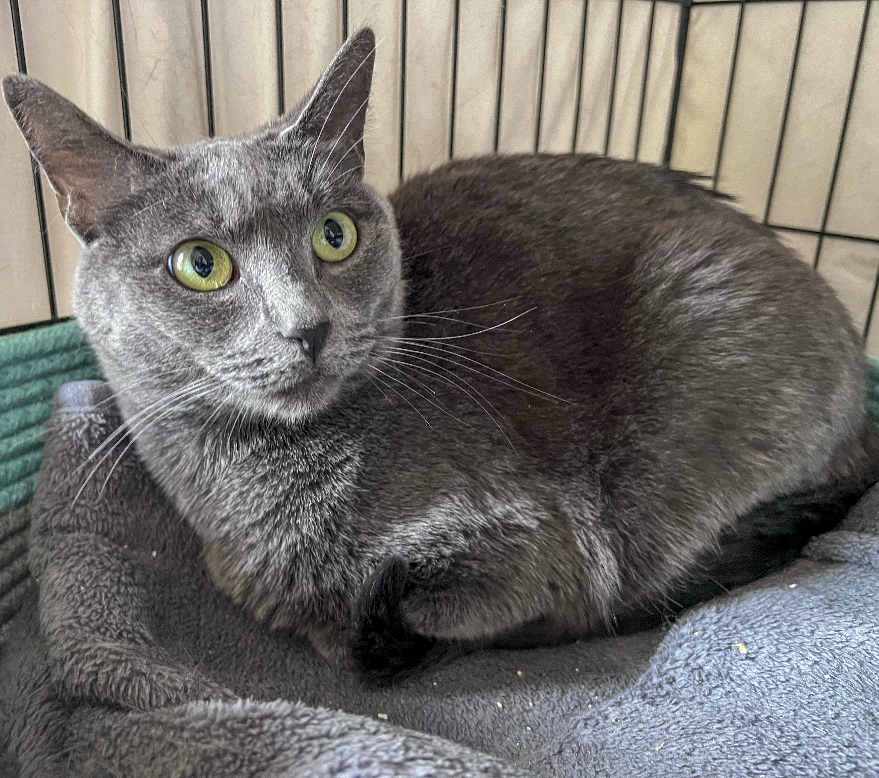 Cat for adoption Grace, a Domestic Short Hair & Russian Blue Mix in