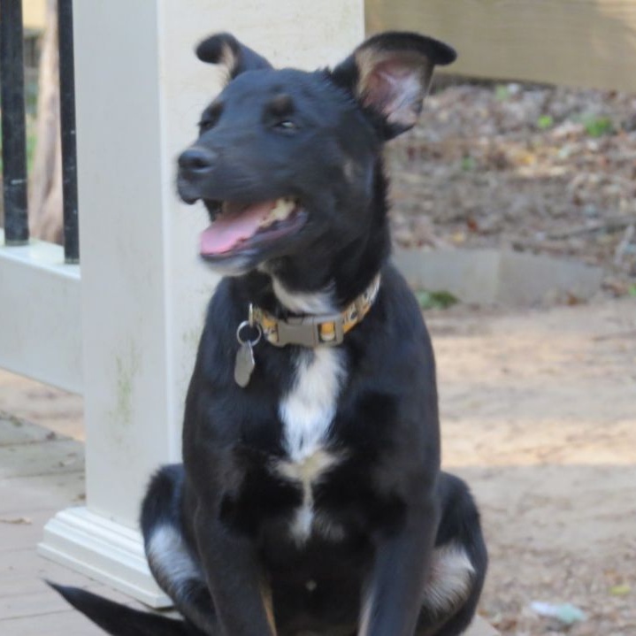 Enlarge Todd, a Adoptable mixed breed in Gum Spring, VA image 8/9