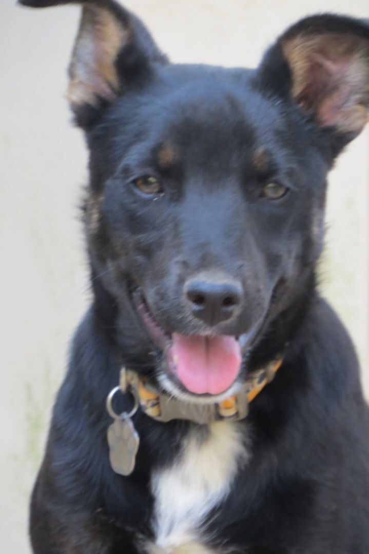 Todd, a Adoptable mixed breed in Gum Spring, VA image 1/9