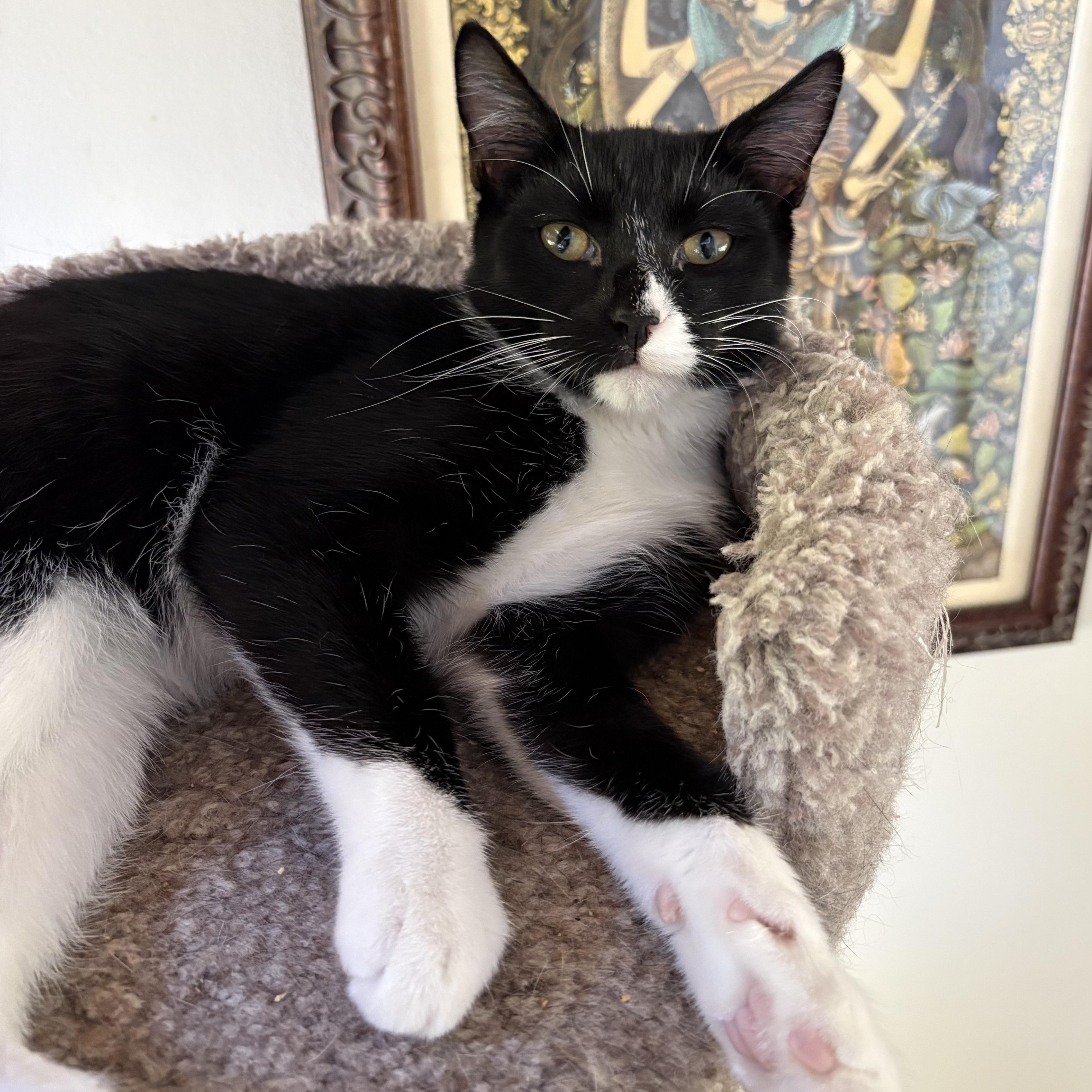 Winston, Adoptable, Kitten Male Domestic Short Hair.